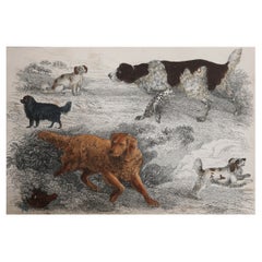 Original Antique Print of Dogs, 1847, 'Unframed'
