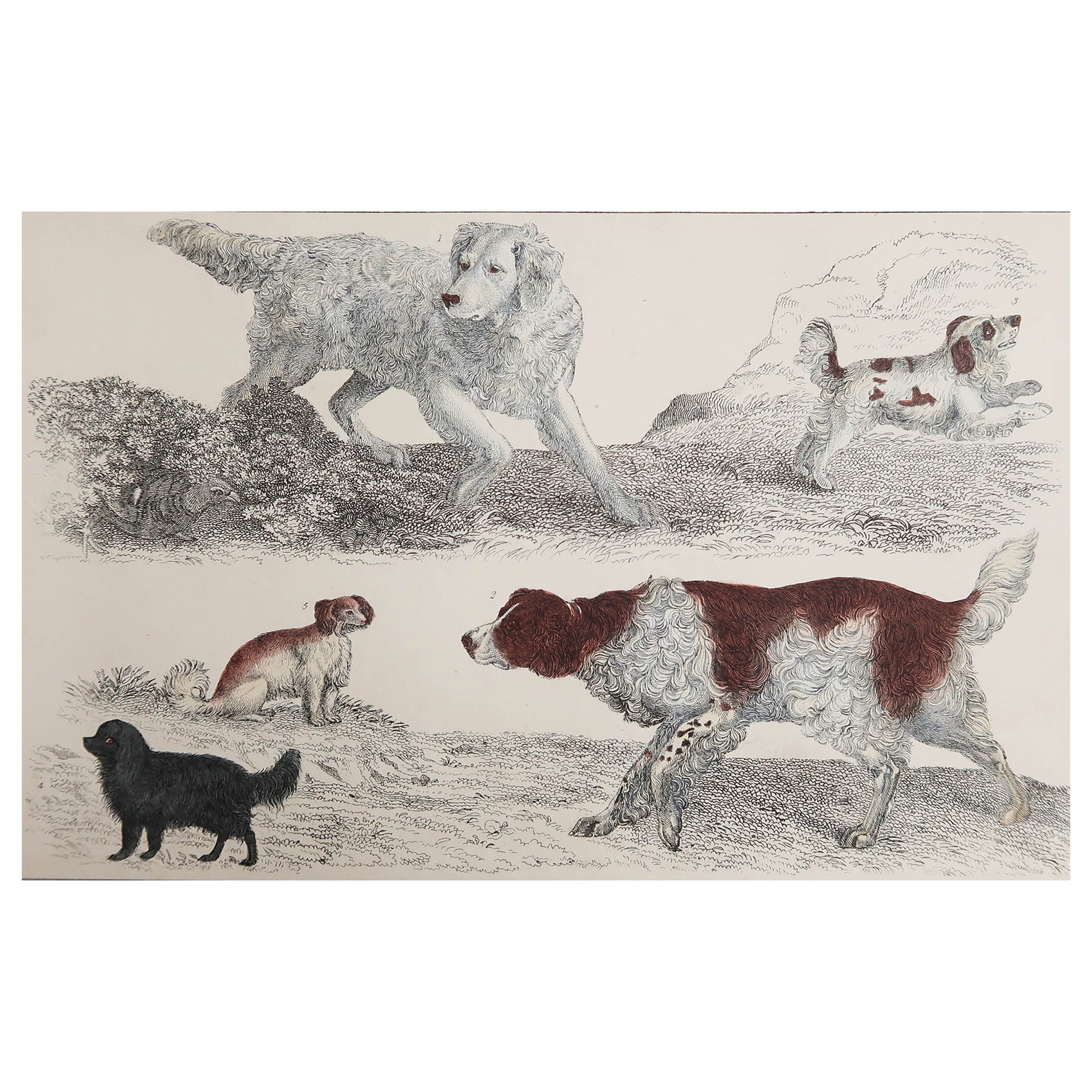 Original Antiker Druck von Hunden, 1847, ungerahmt