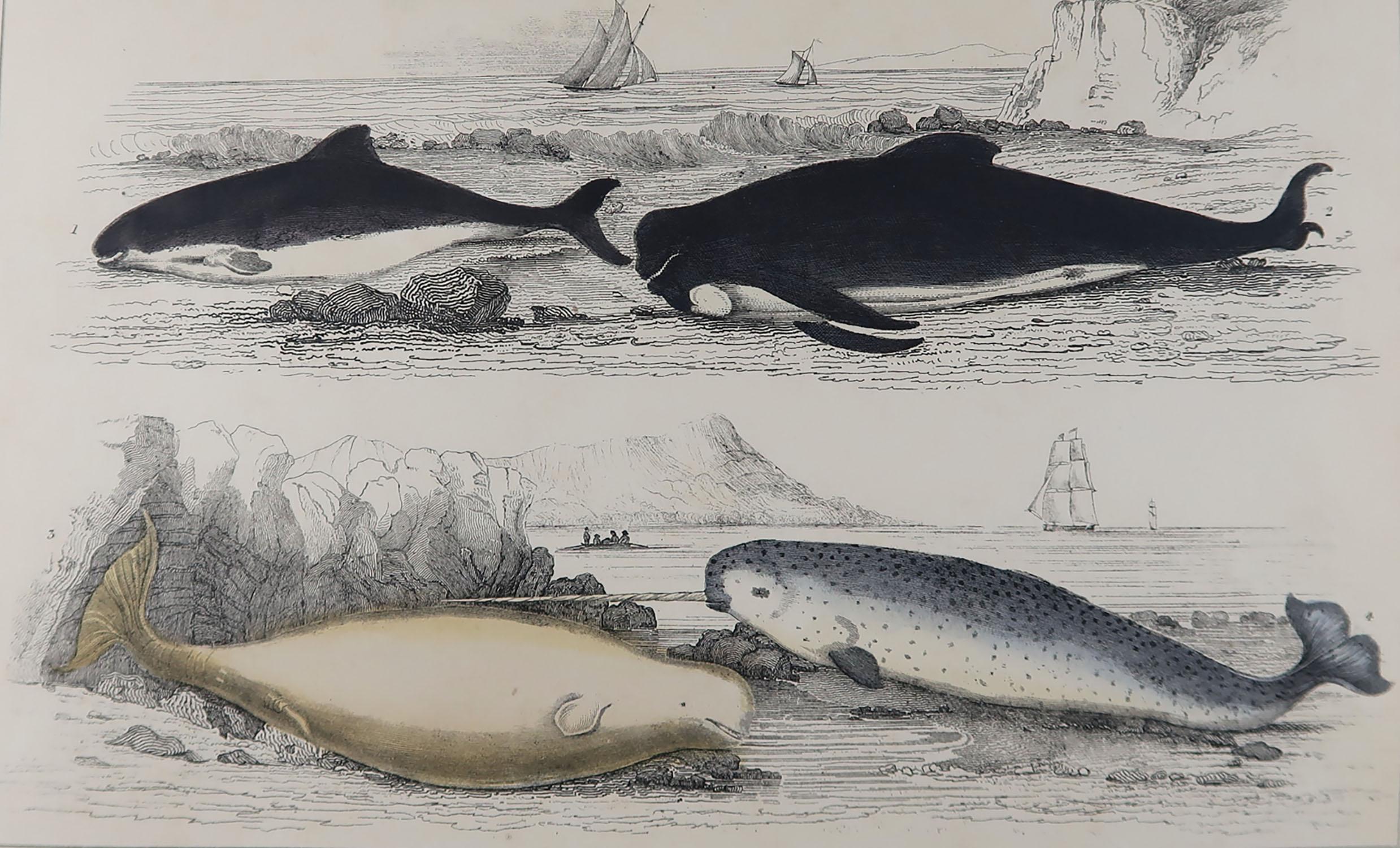 Great image of dolphins.

Unframed. It gives you the option of perhaps making a set up using your own choice of frames.

Lithograph after Cpt. brown with original hand color.

Published, 1847.

Free shipping.






   