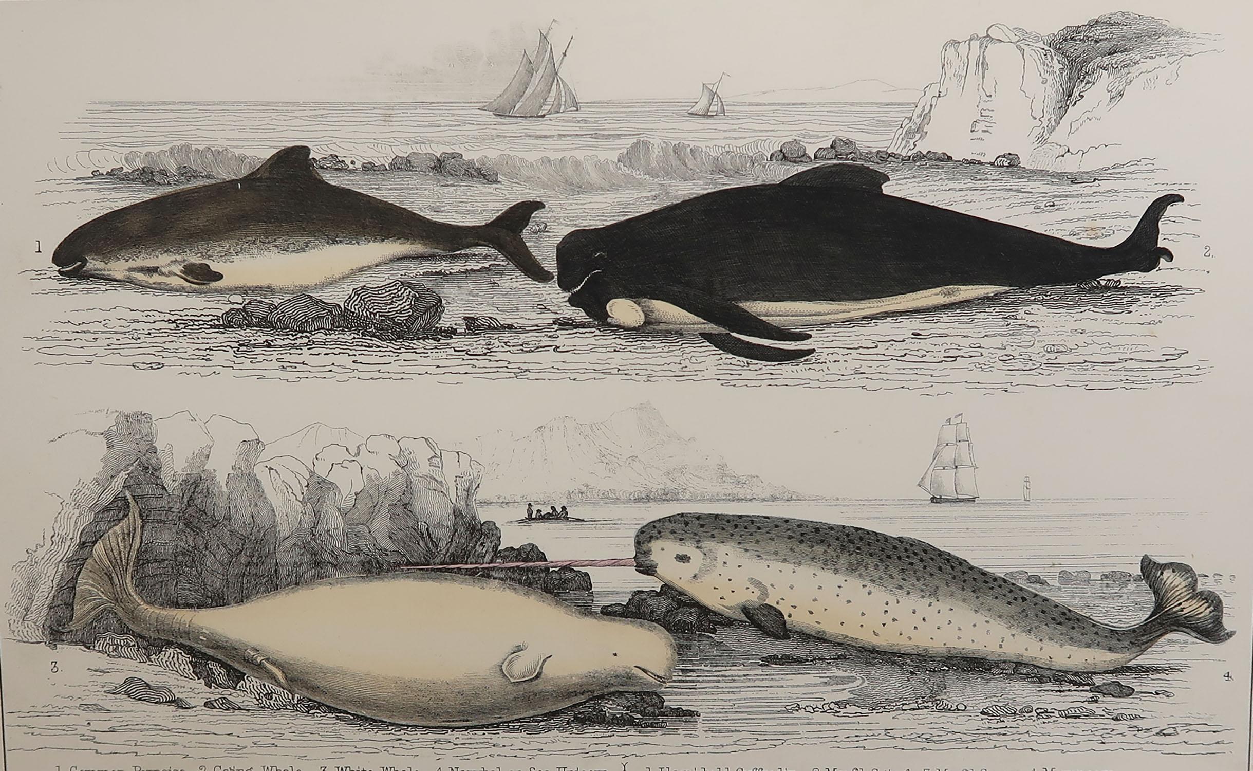 Great image of dolphins.

Unframed. It gives you the option of perhaps making a set up using your own choice of frames.

Lithograph after Cpt. brown with original hand color.

Published, 1847.

Free shipping.







