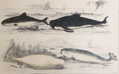 Stampa antica originale dei delfini, 1847 'Senza cornice'