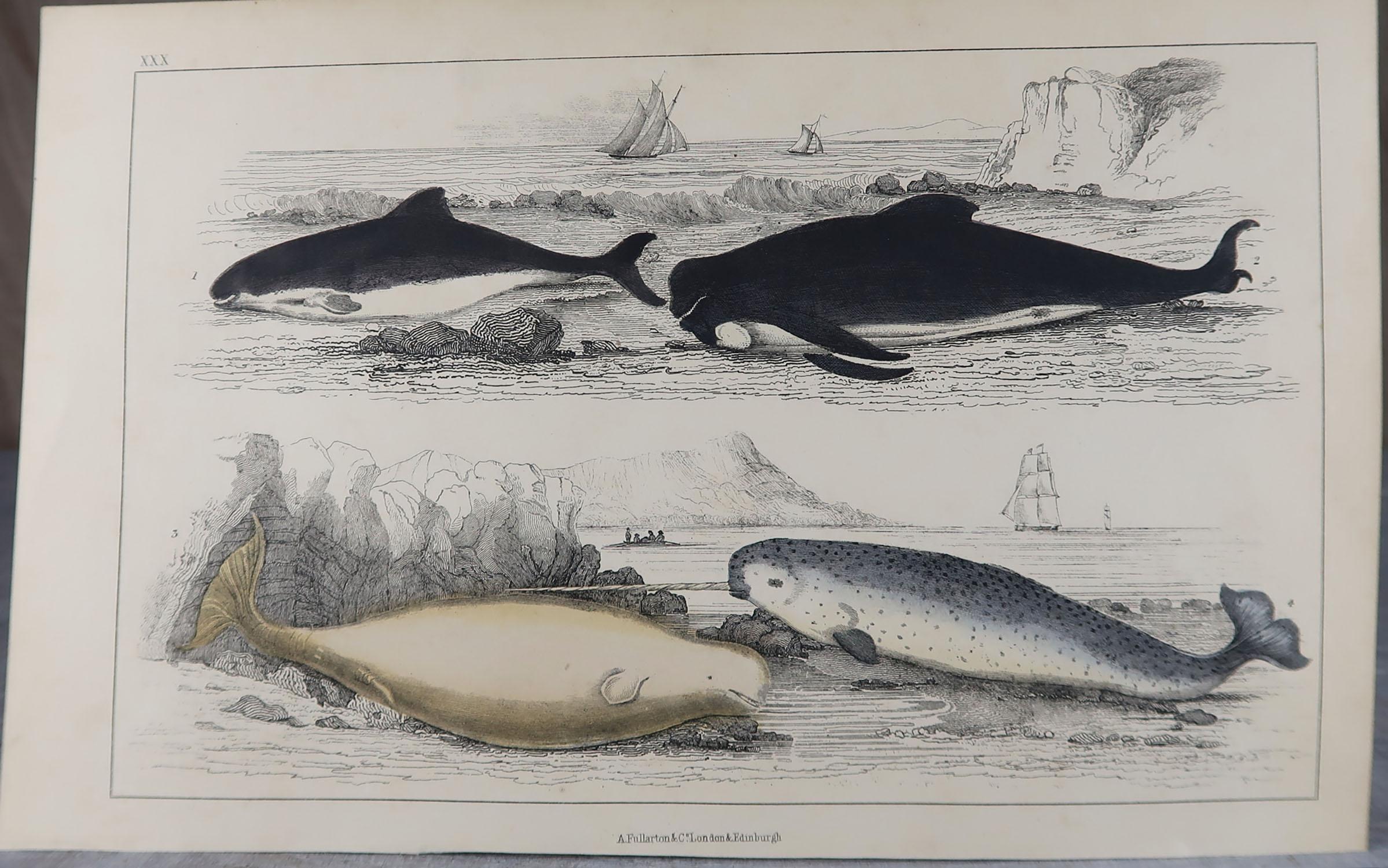 Folk Art Original Antique Print of Dolphins, 1847 'Unframed'