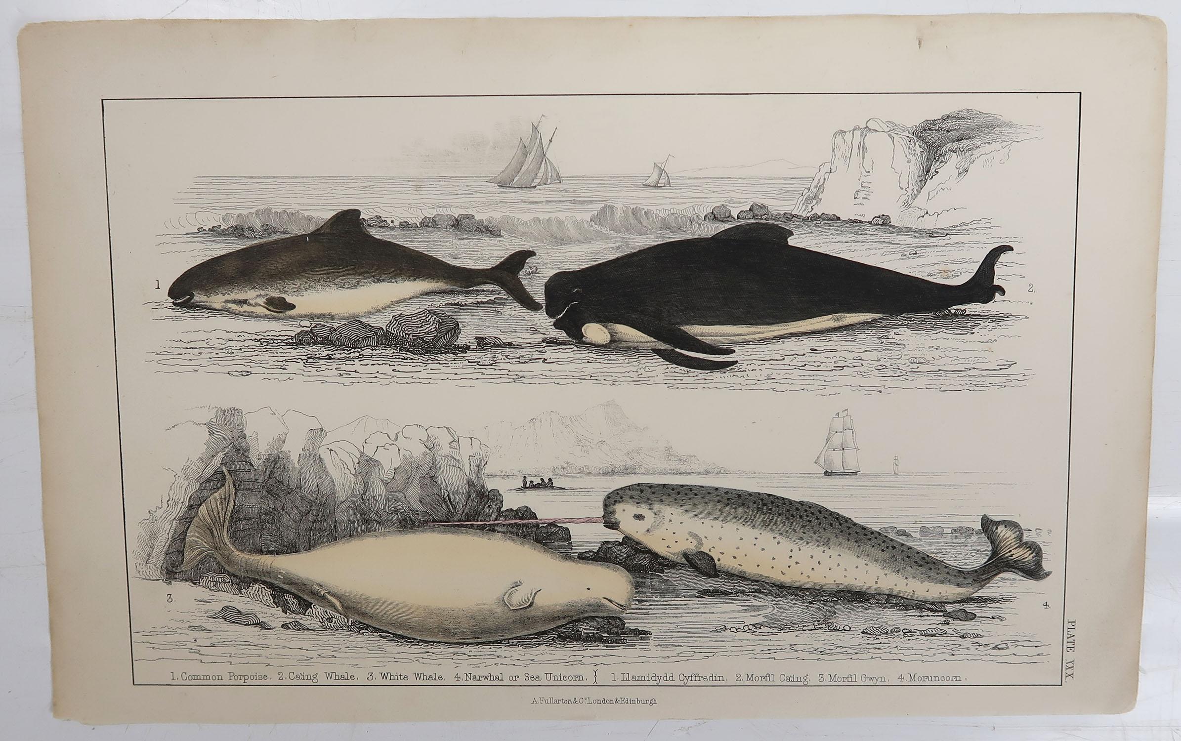 Folk Art Original Antique Print of Dolphins, 1847 'Unframed'