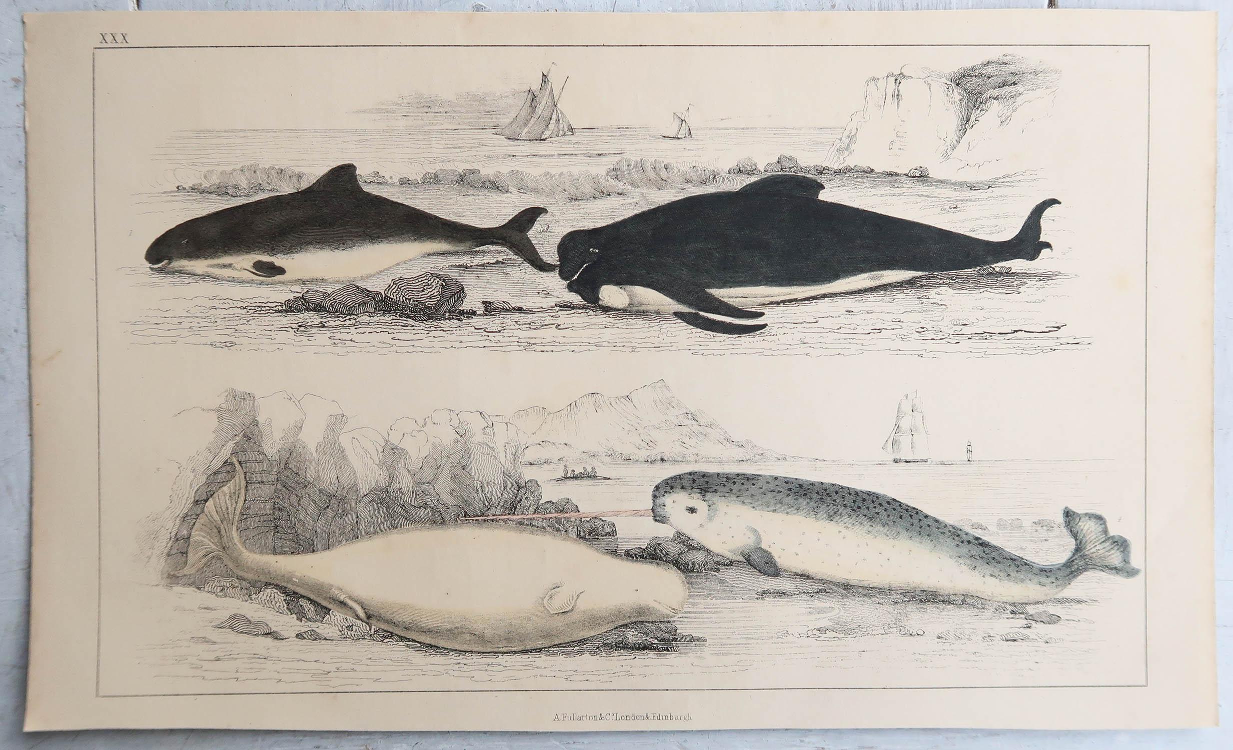 English Original Antique Print of Dolphins, 1847 'Unframed' For Sale