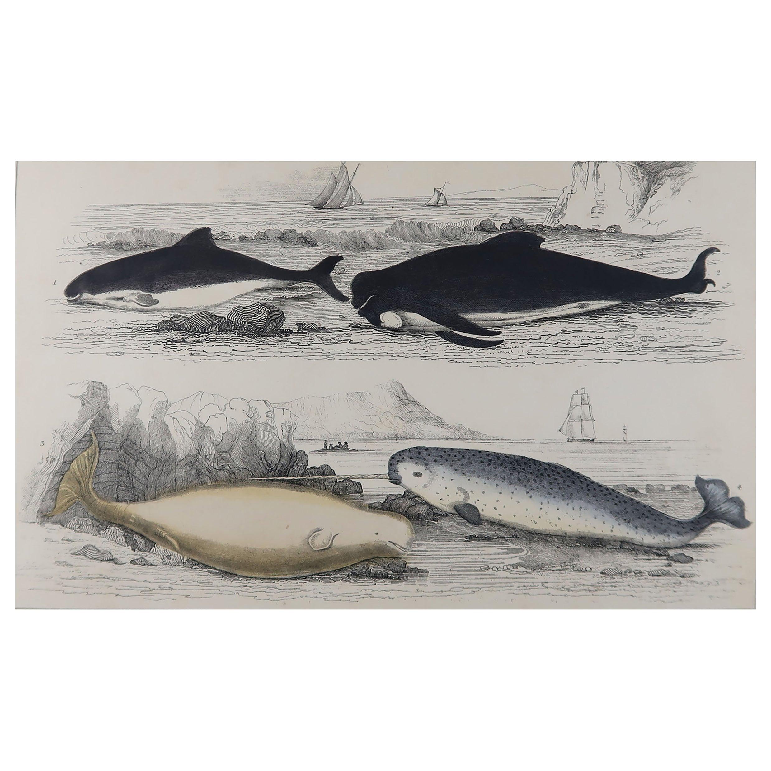 Original Antique Print of Dolphins, 1847 'Unframed'