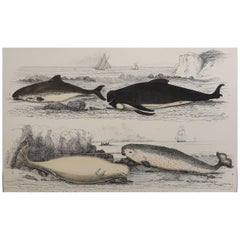 Original Antique Print of Dolphins, 1847 'Unframed'