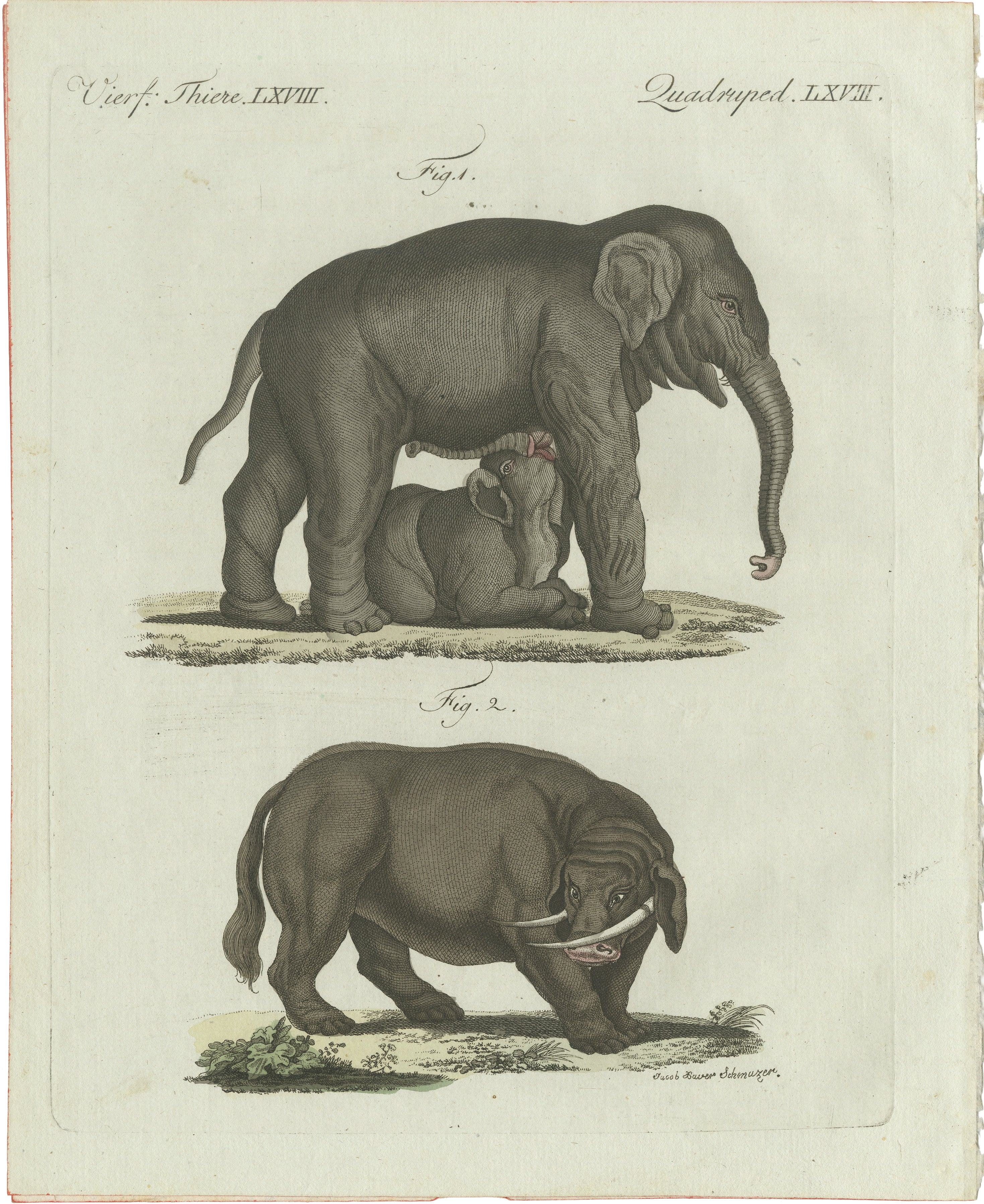 Original Antique Print of Elephant and Mysterious Sukotyro by Bertuch, c. 1800