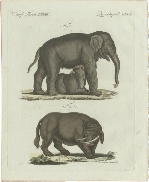 Original Antique Print of Elephant and Mysterious Sukotyro by Bertuch, c. 1800