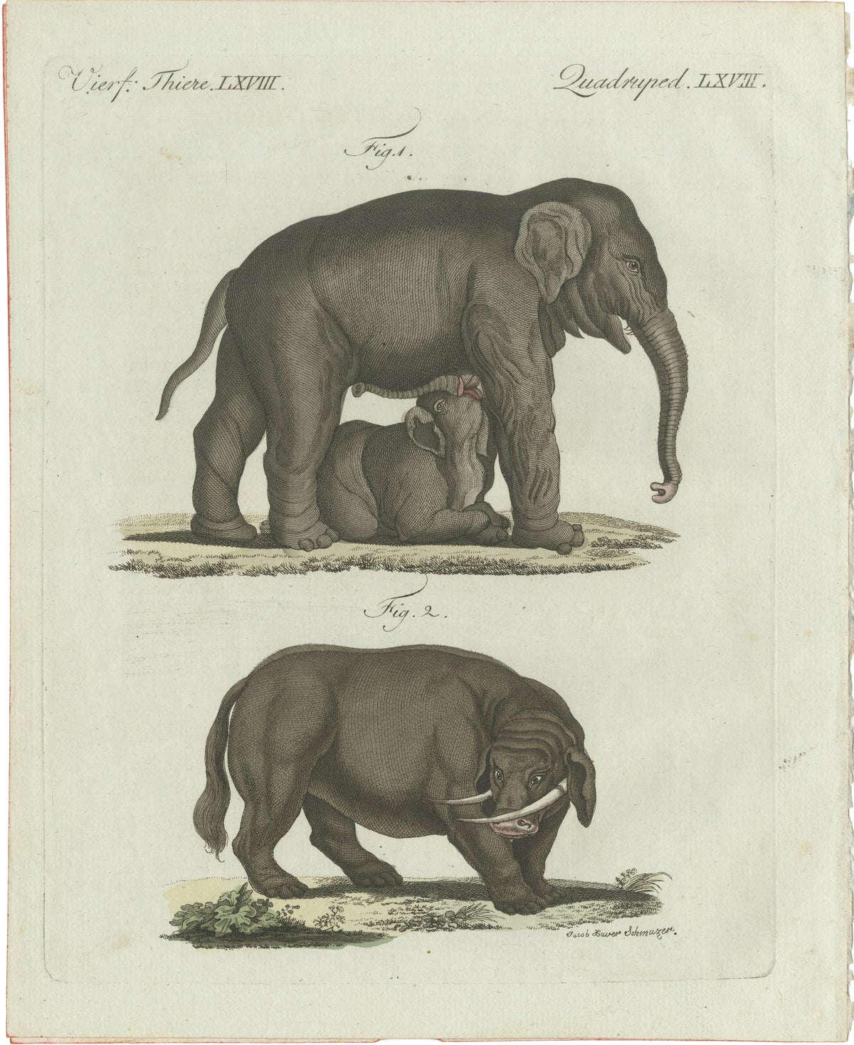 Original Antique Print of Elephant and Mysterious Sukotyro by Bertuch, c. 1800