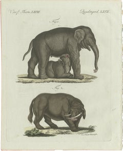 Original Antique Print of Elephant and Mysterious Sukotyro by Bertuch, c. 1800