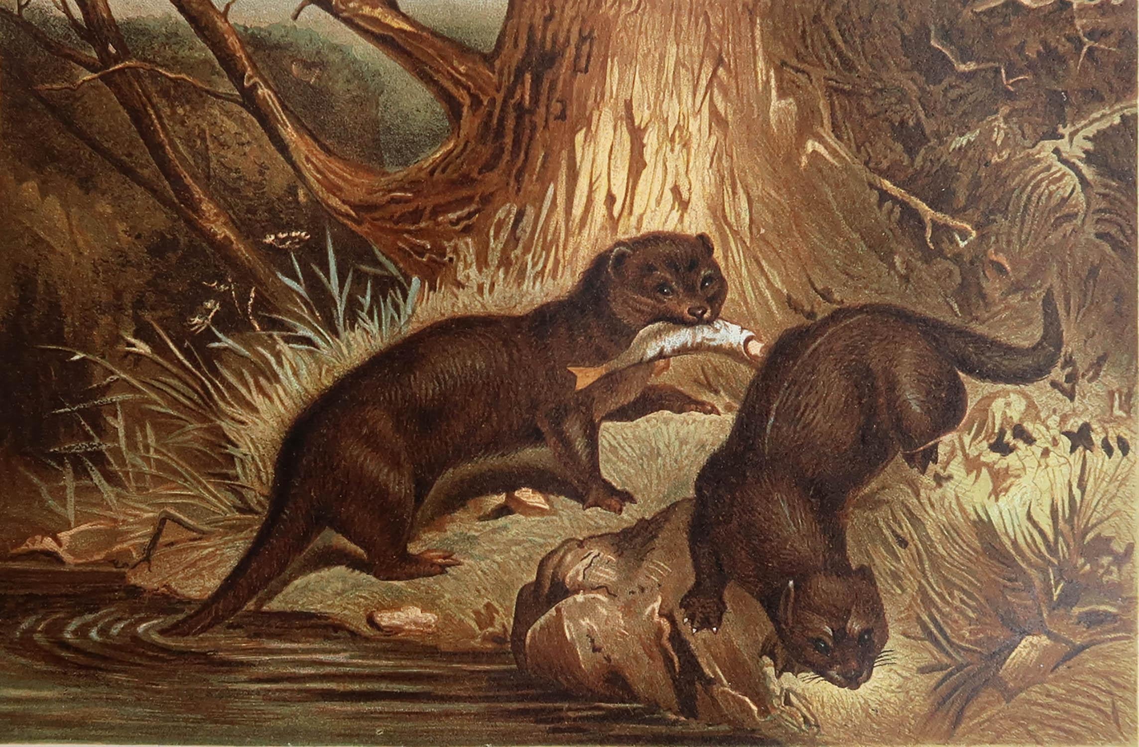 Great image of European Otters

Unframed. It gives you the option of perhaps making a set up using your own choice of frames.

Chromolithograph after the original artwork by P.J Smit

Published by F.Warne, C.1890

Free