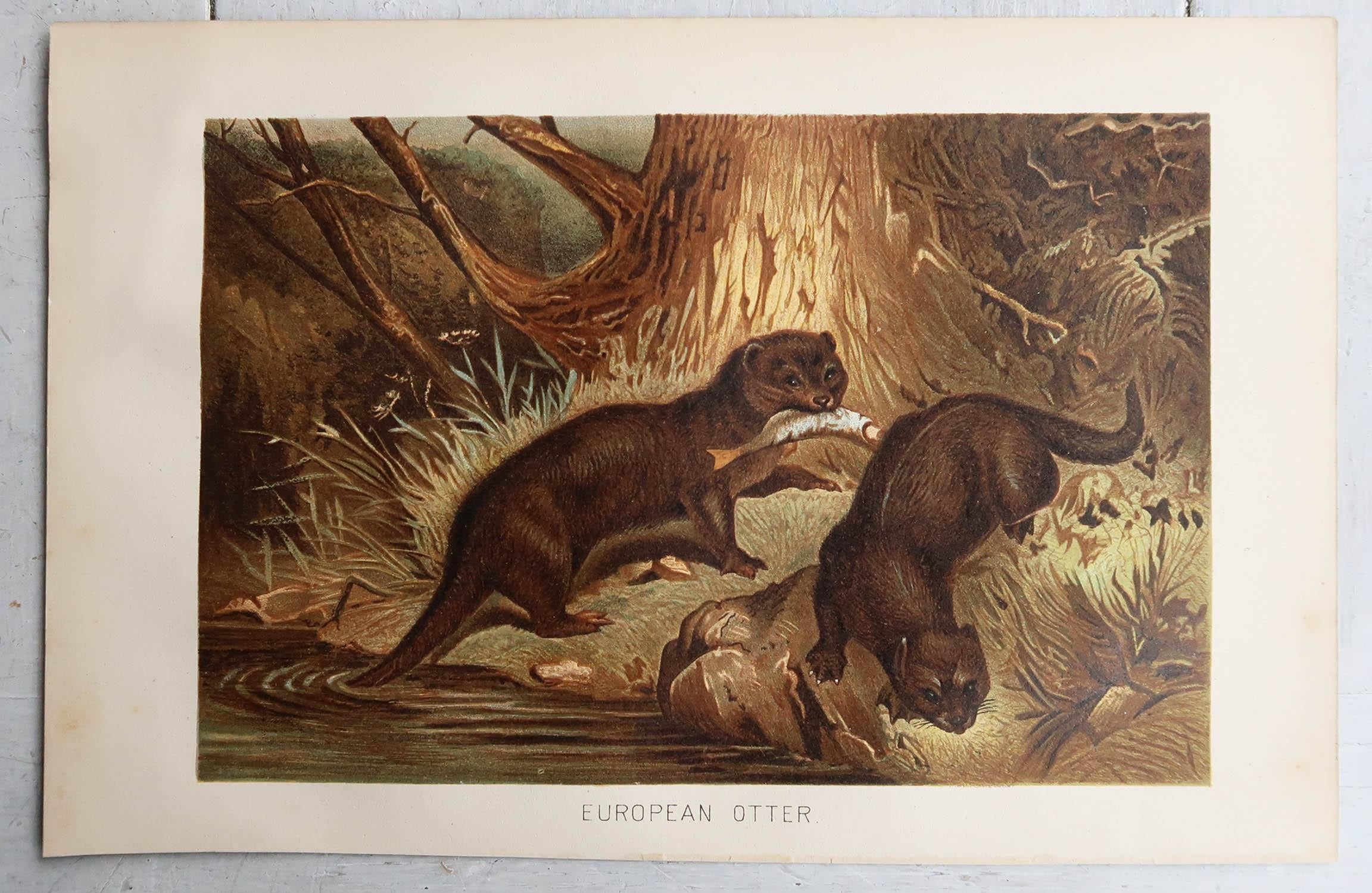 Folk Art Original Antique Print of European Otters, C.1890 For Sale