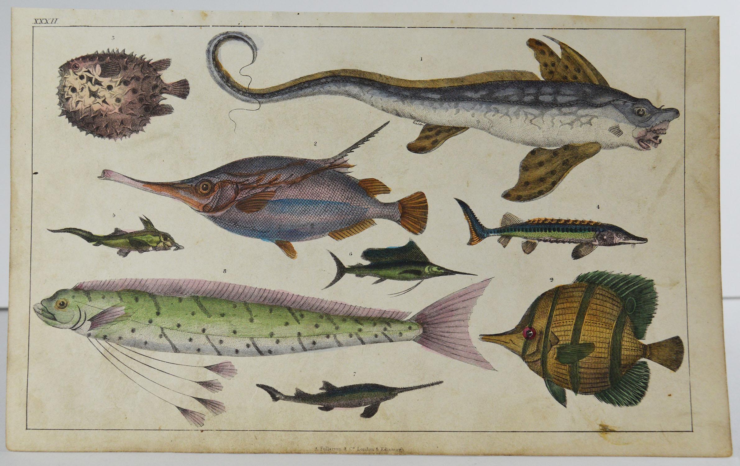Great image of exotic fish

Unframed. It gives you the option of perhaps making a set up using your own choice of frames.

Lithograph after Cpt. Brown with original hand color.

Published 1847.

Free shipping.


   

  