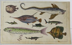 Original Antique Print of Exotic Fish, 1847 'Unframed'