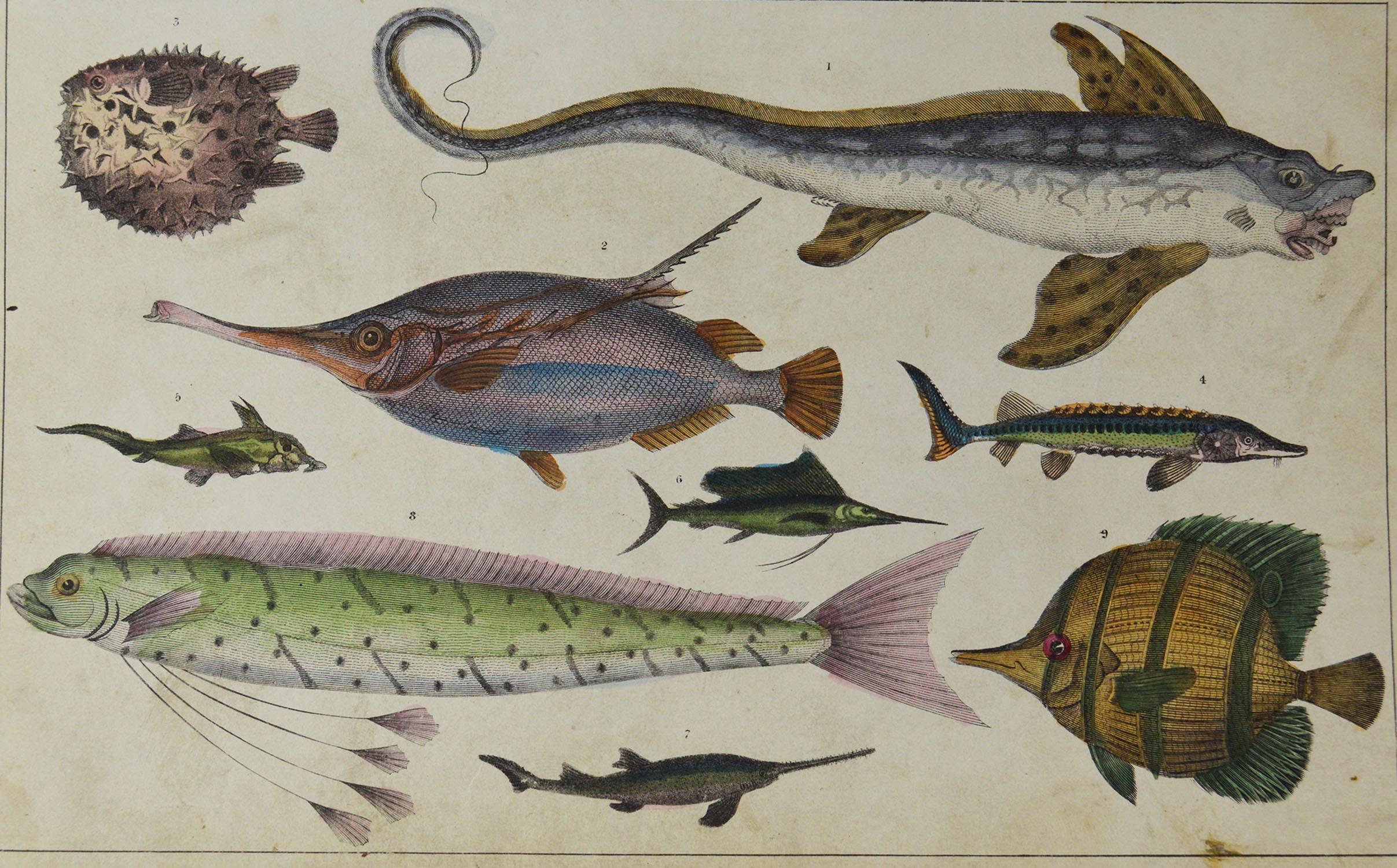 Folk Art Original Antique Print of Exotic Fish, 1847 'Unframed'