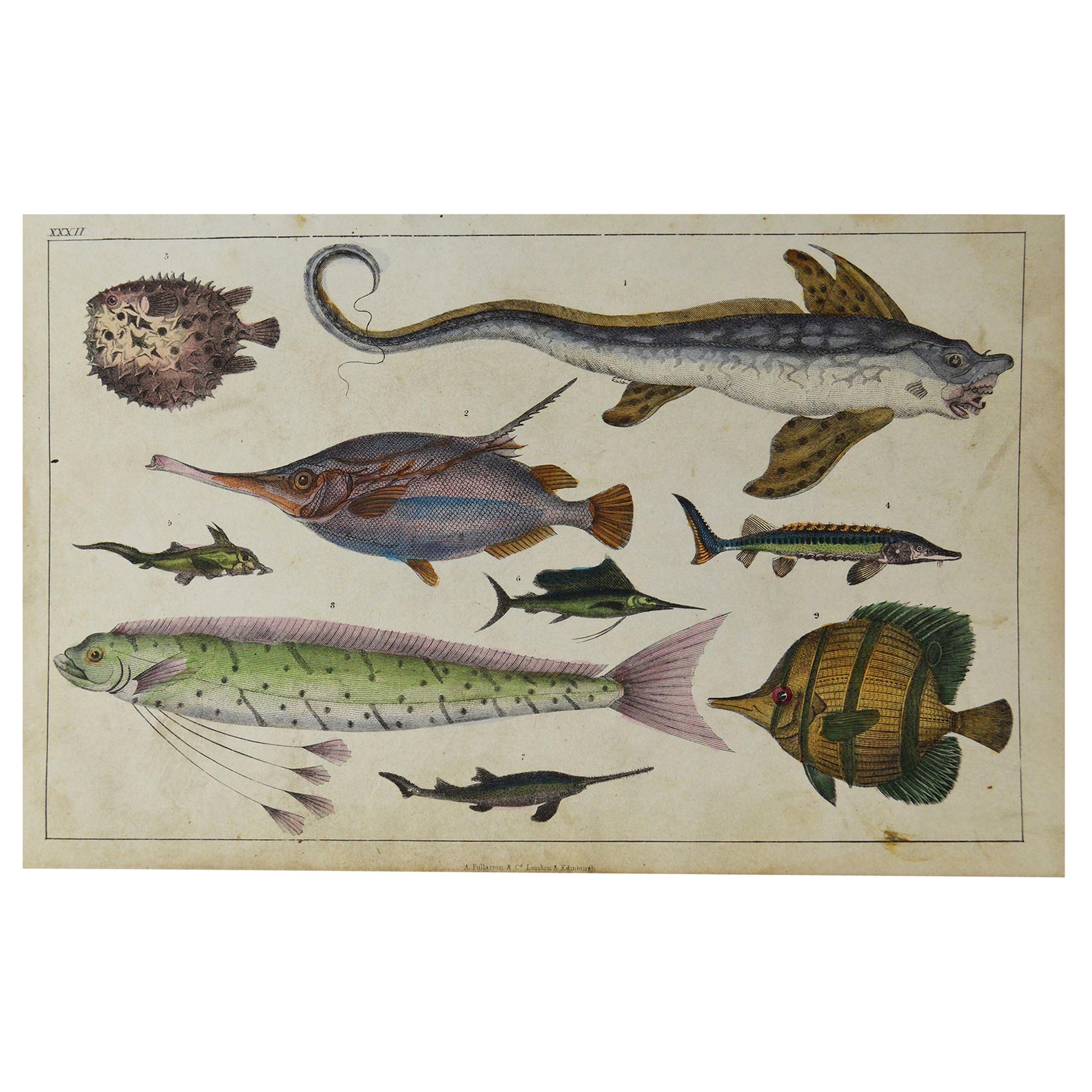 Original Antique Print of Exotic Fish, 1847 'Unframed'
