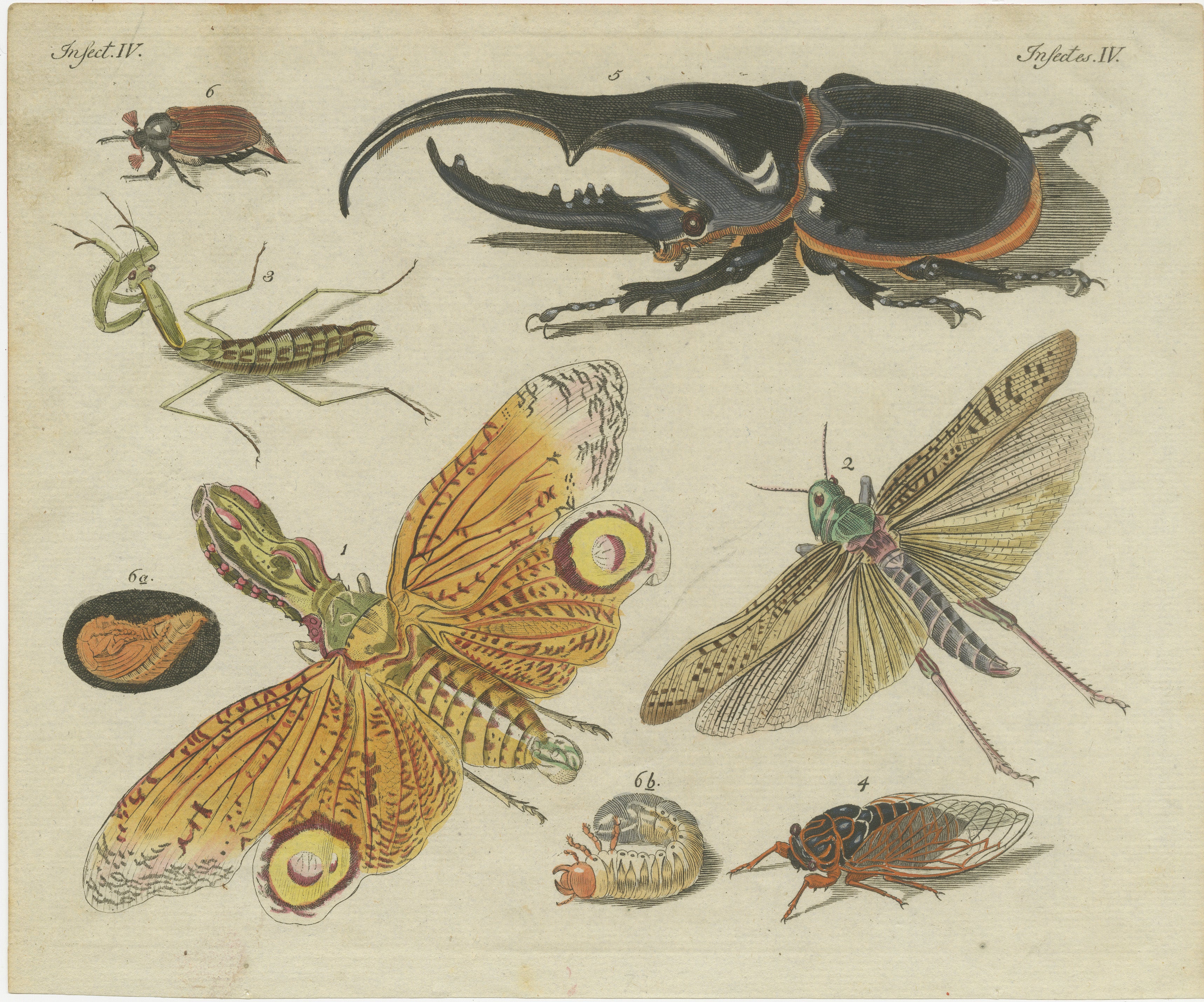 Original Antique Print of Exotic Insects, Lanternfly and Mantis, c. 1790