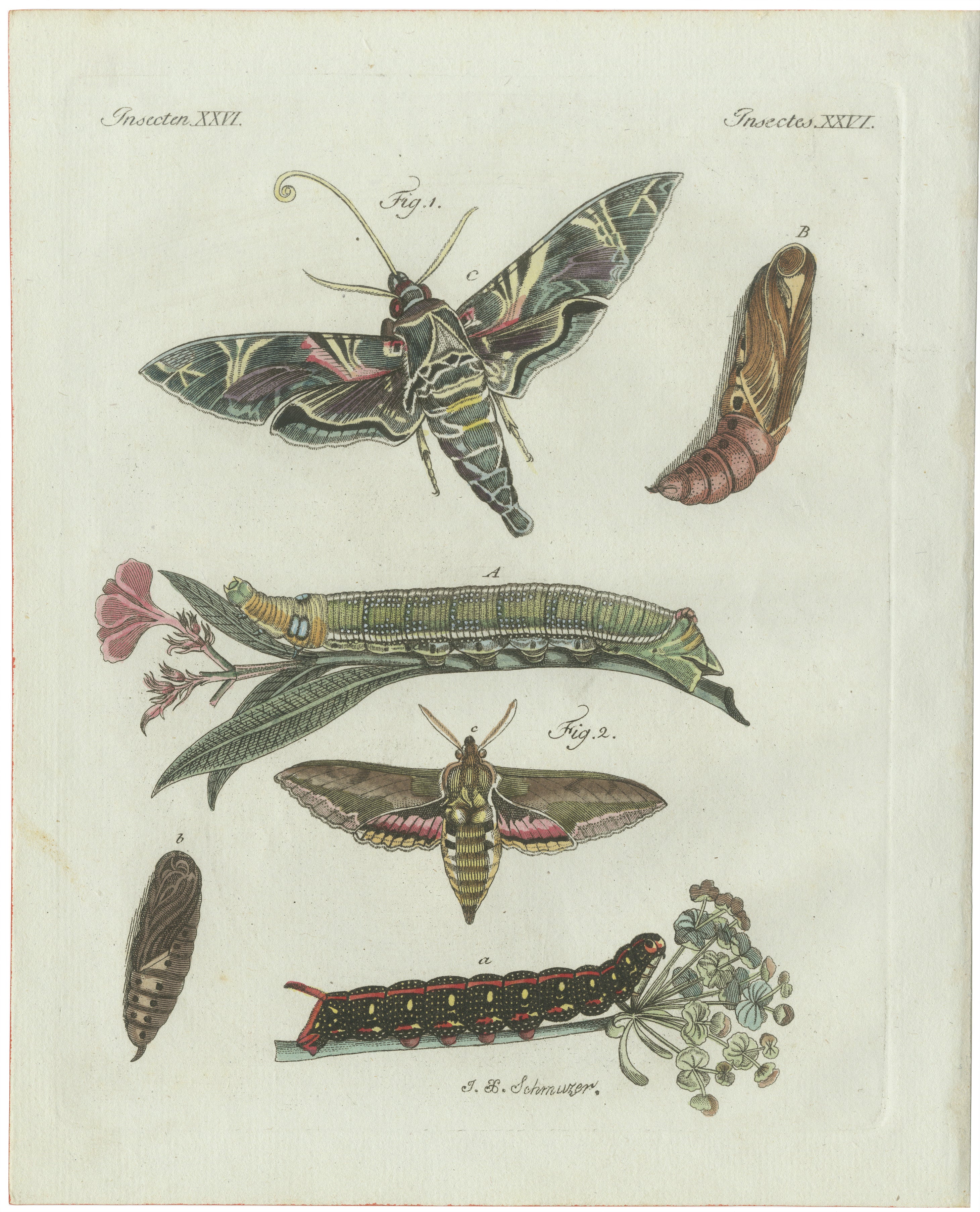 Original Antique Print of Exotic Moths and Caterpillars by Bertuch, c. 1800