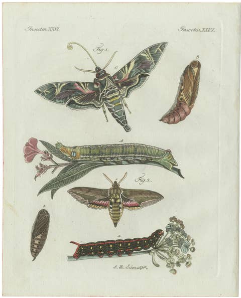Original Antique Print of Exotic Moths and Caterpillars by Bertuch, c. 1800