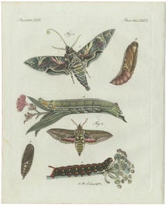 Original Antique Print of Exotic Moths and Caterpillars by Bertuch, c. 1800