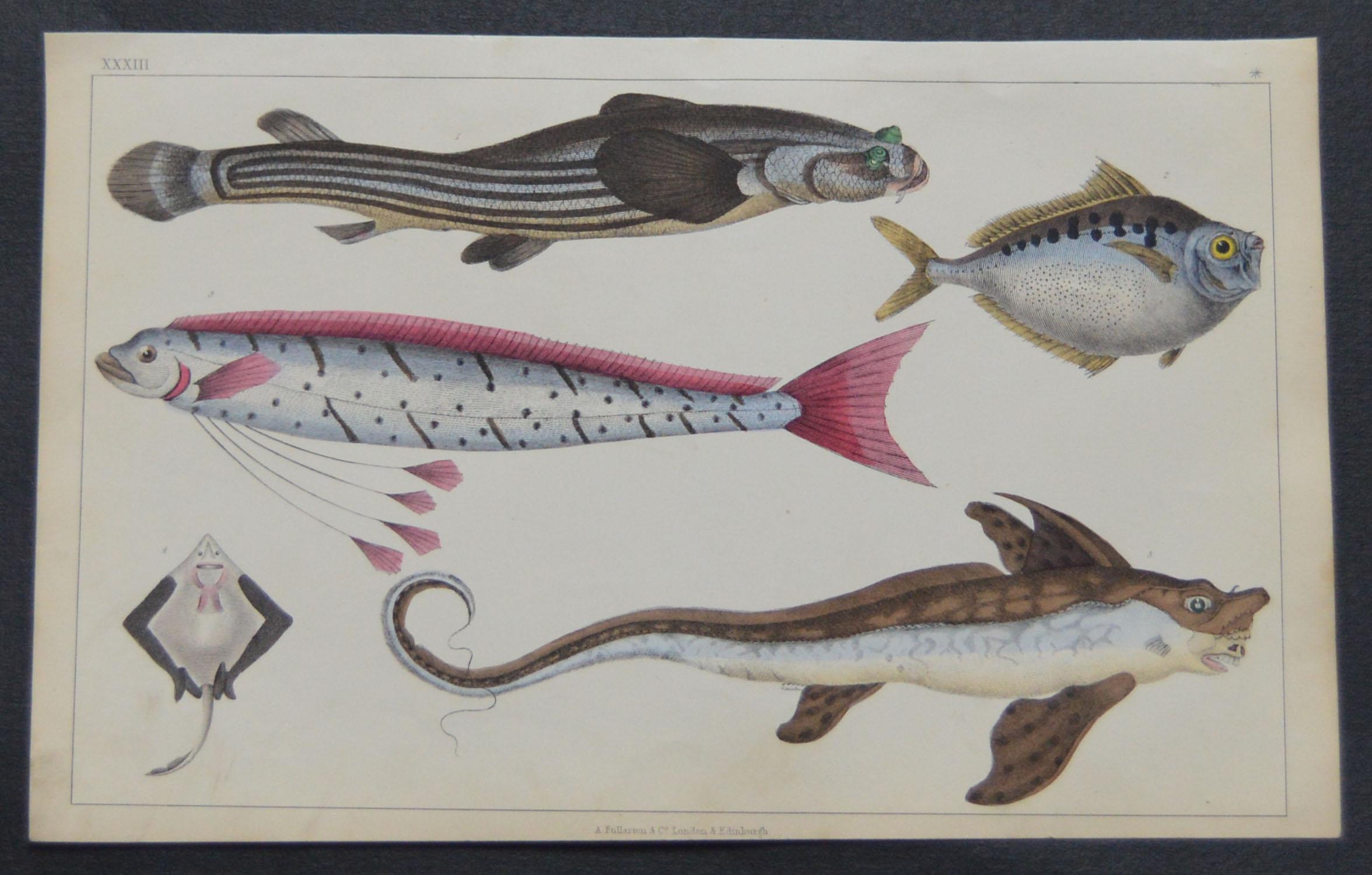 Great image of fish.

I have listed several loose natural history prints in the same series..

Unframed. It gives you the option of perhaps making a set up using your own choice of frames.

Lithograph after Cpt. Brown with original hand