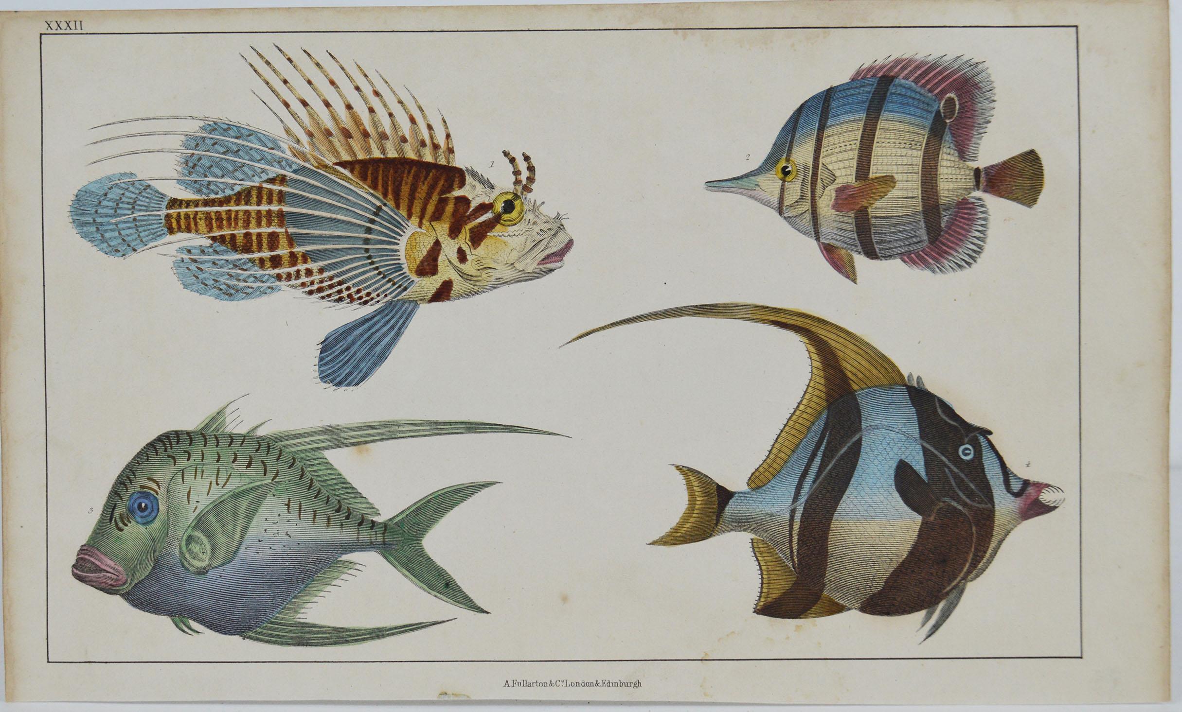 Great image of fish.

I have listed several loose natural history prints in the same series.

Unframed. It gives you the option of perhaps making a set up using your own choice of frames.

Lithograph after Cpt. Brown with original hand