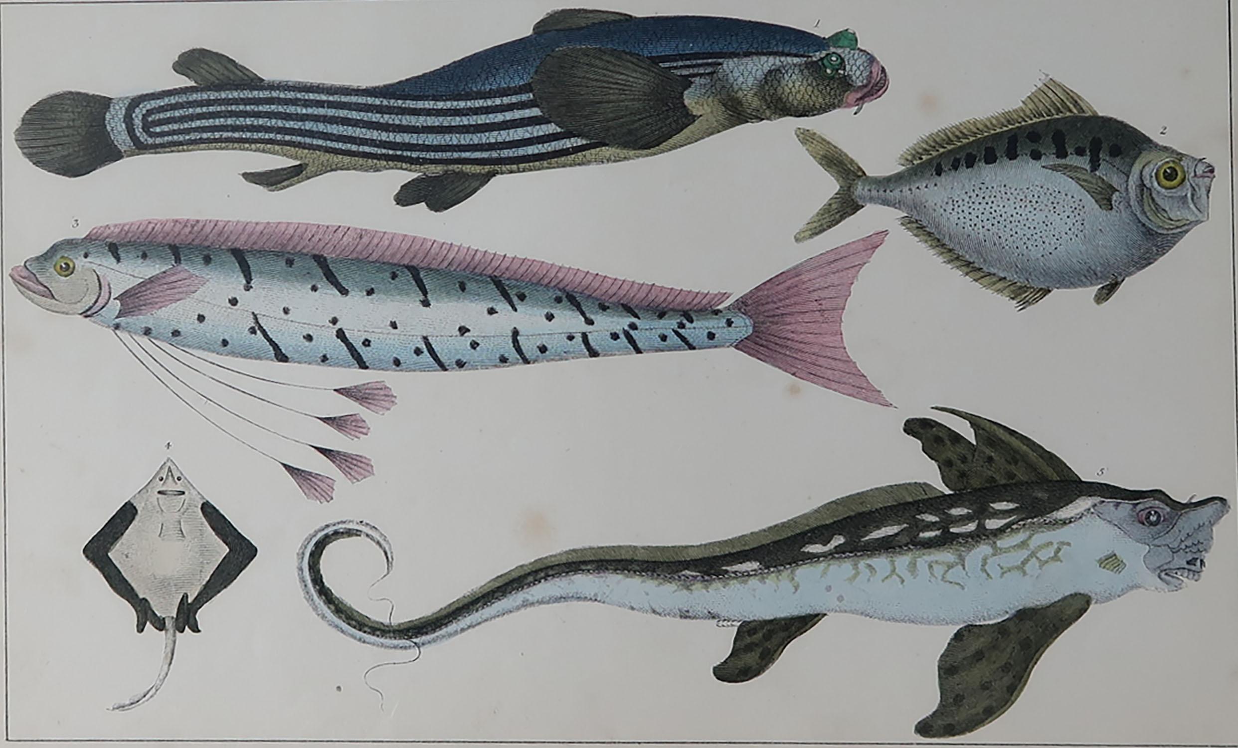 Great image of fish.

Unframed. It gives you the option of perhaps making a set up using your own choice of frames.

Lithograph after Cpt. Brown with original hand color.

Published, 1847.

Free shipping.




 