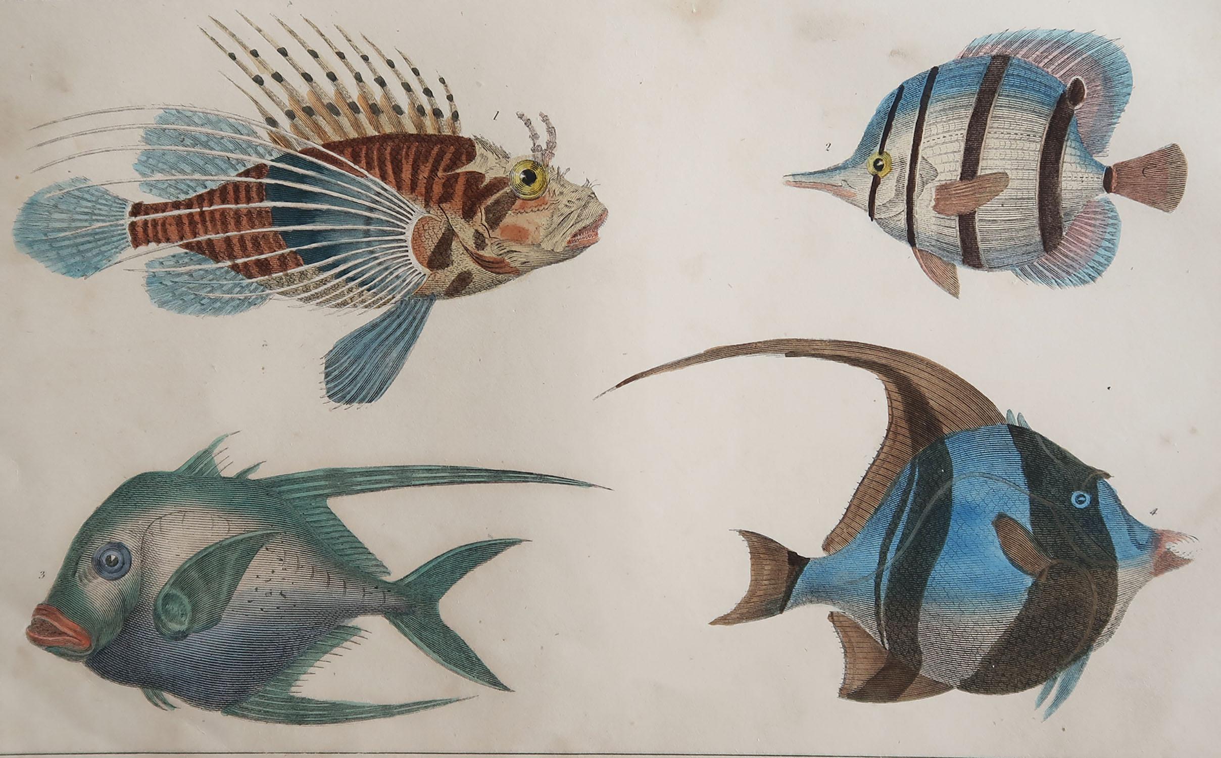 Great image of fish.

Unframed. It gives you the option of perhaps making a set up using your own choice of frames.

Lithograph after Cpt. Brown with original hand color.

Published 1847.

Free shipping.






