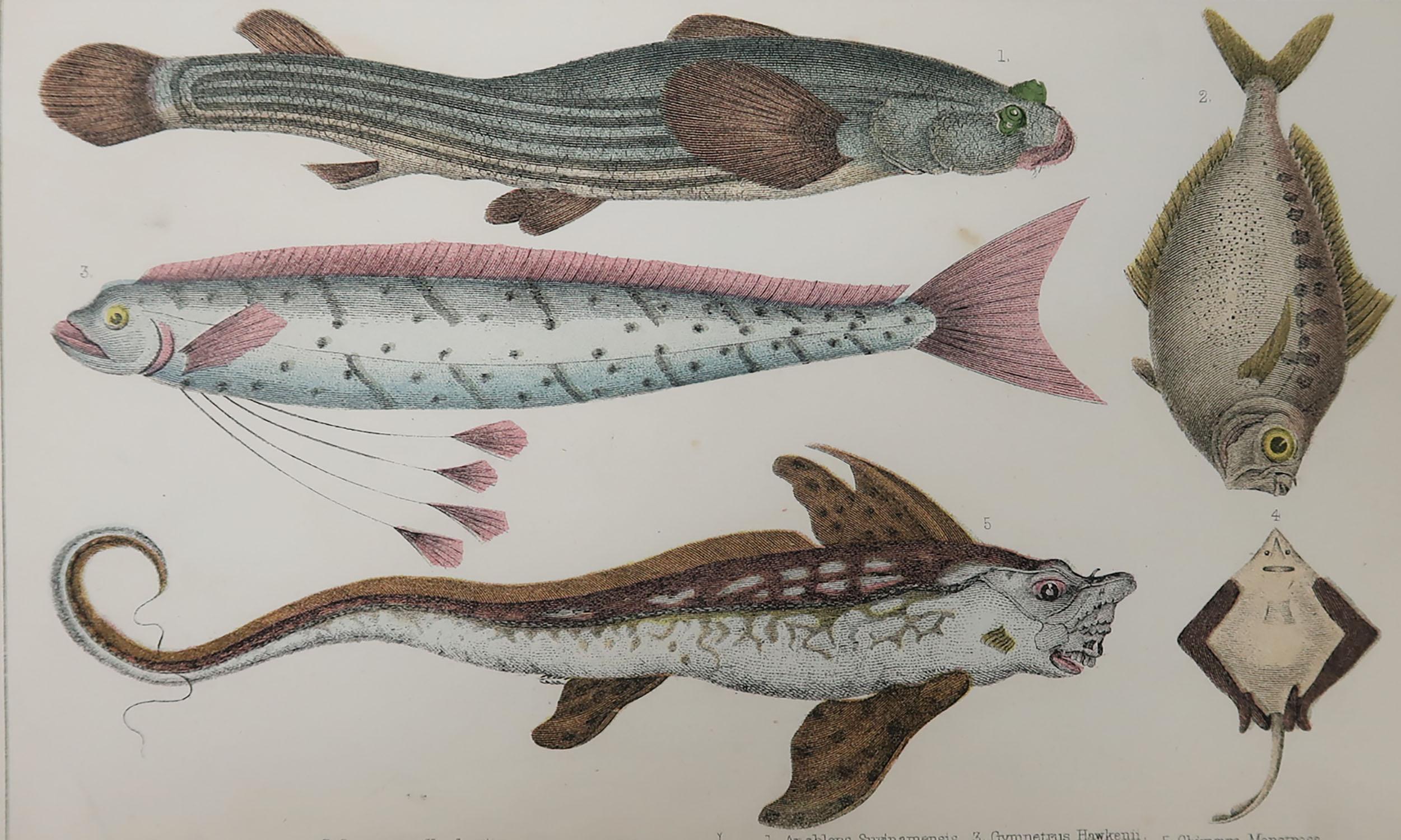 Great image of fish.

Unframed. It gives you the option of perhaps making a set up using your own choice of frames.

Lithograph after Cpt. Brown with original hand color.

Published, 1847.

Free shipping.




 