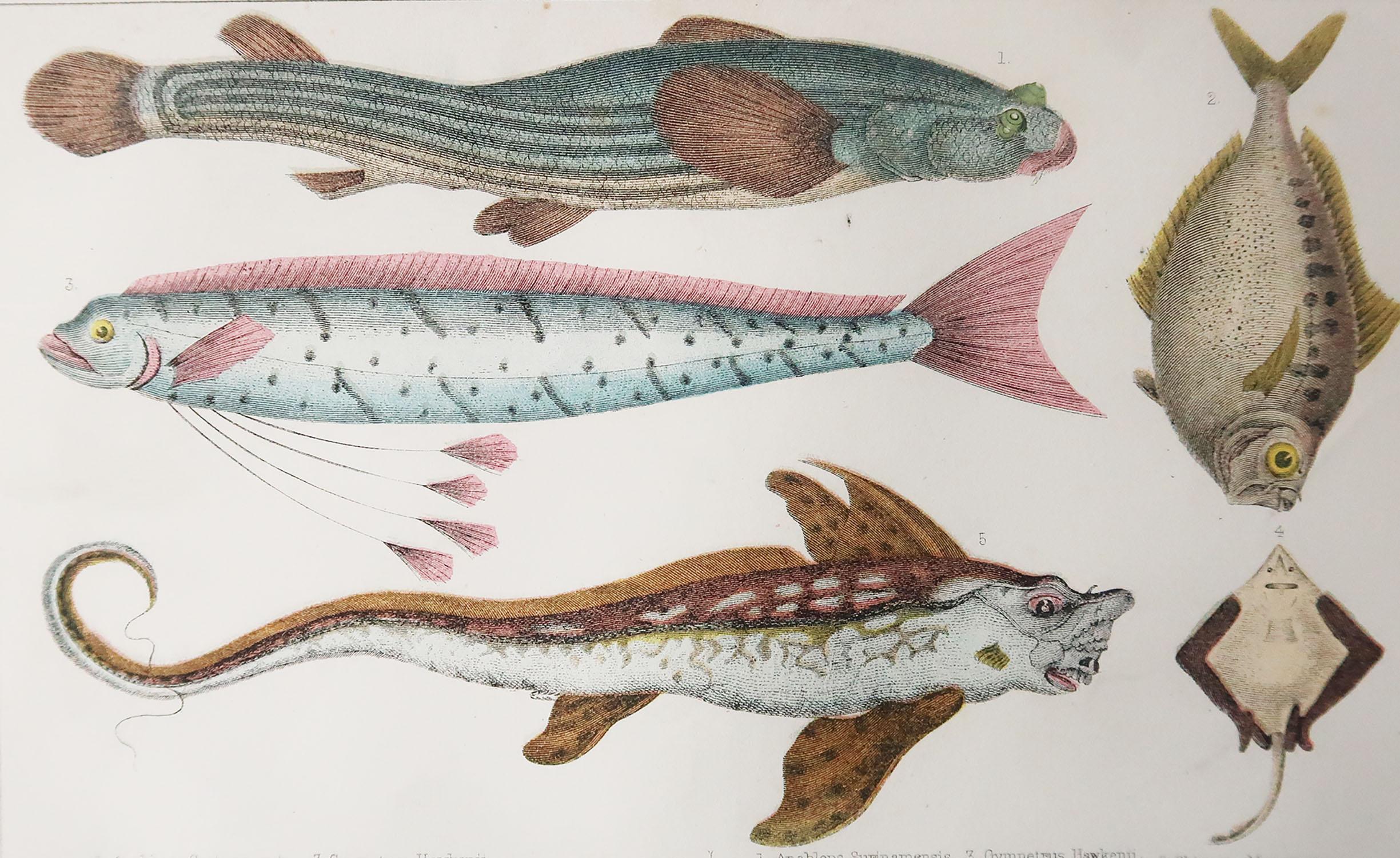 Great image of fish.

Unframed. It gives you the option of perhaps making a set up using your own choice of frames.

Lithograph after Cpt. Brown with original hand color.

Published, 1847.

Free shipping.




