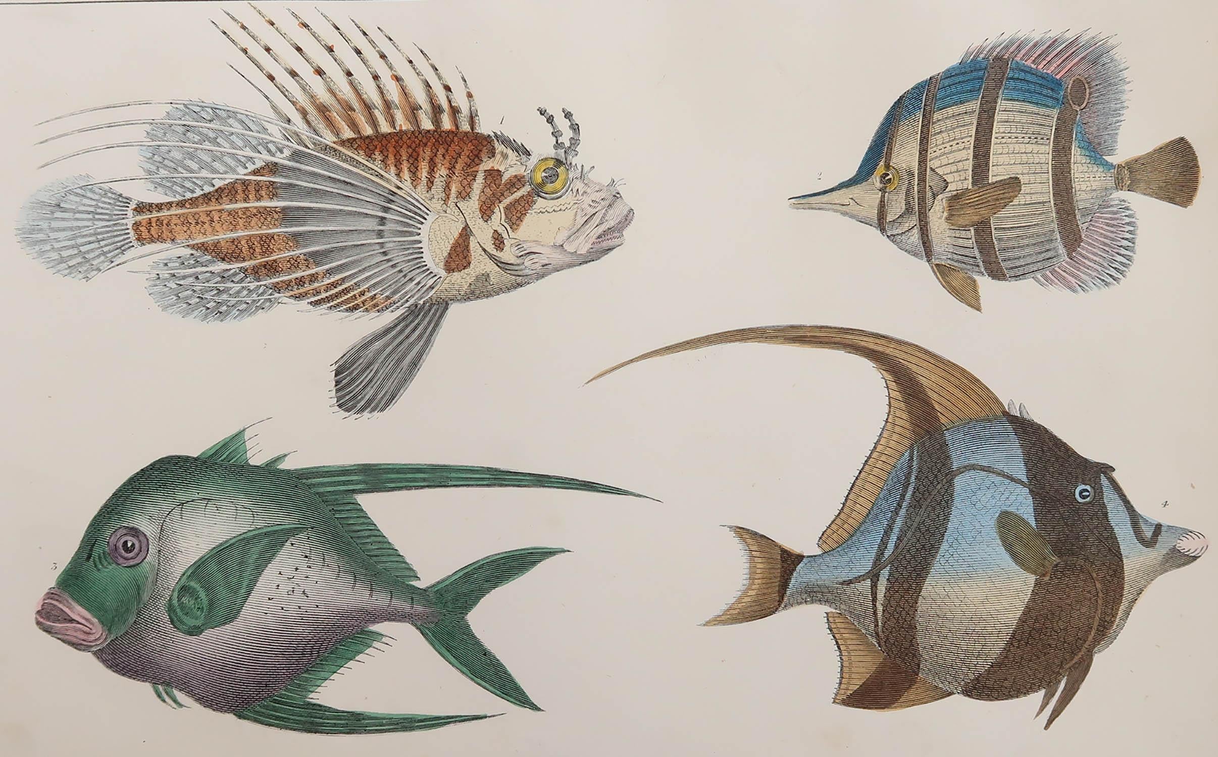 Great image of fish.

Unframed. It gives you the option of perhaps making a set up using your own choice of frames.

Lithograph after Cpt. Brown with original hand color.

Published 1847.

  







