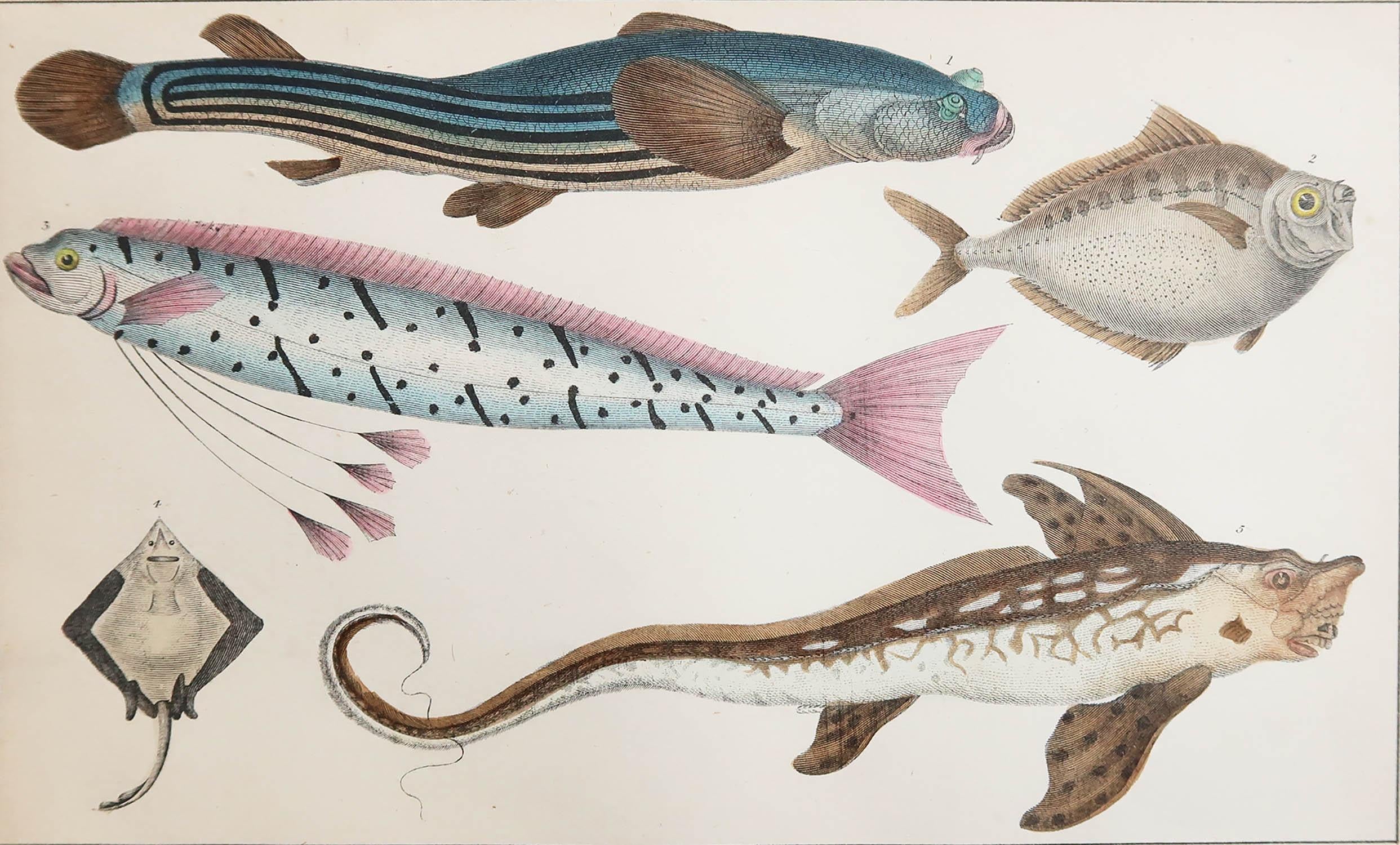 Great image of fish.

Unframed. It gives you the option of perhaps making a set up using your own choice of frames.

Lithograph after Cpt. Brown with original hand color.

Published, 1847.

Free shipping.




