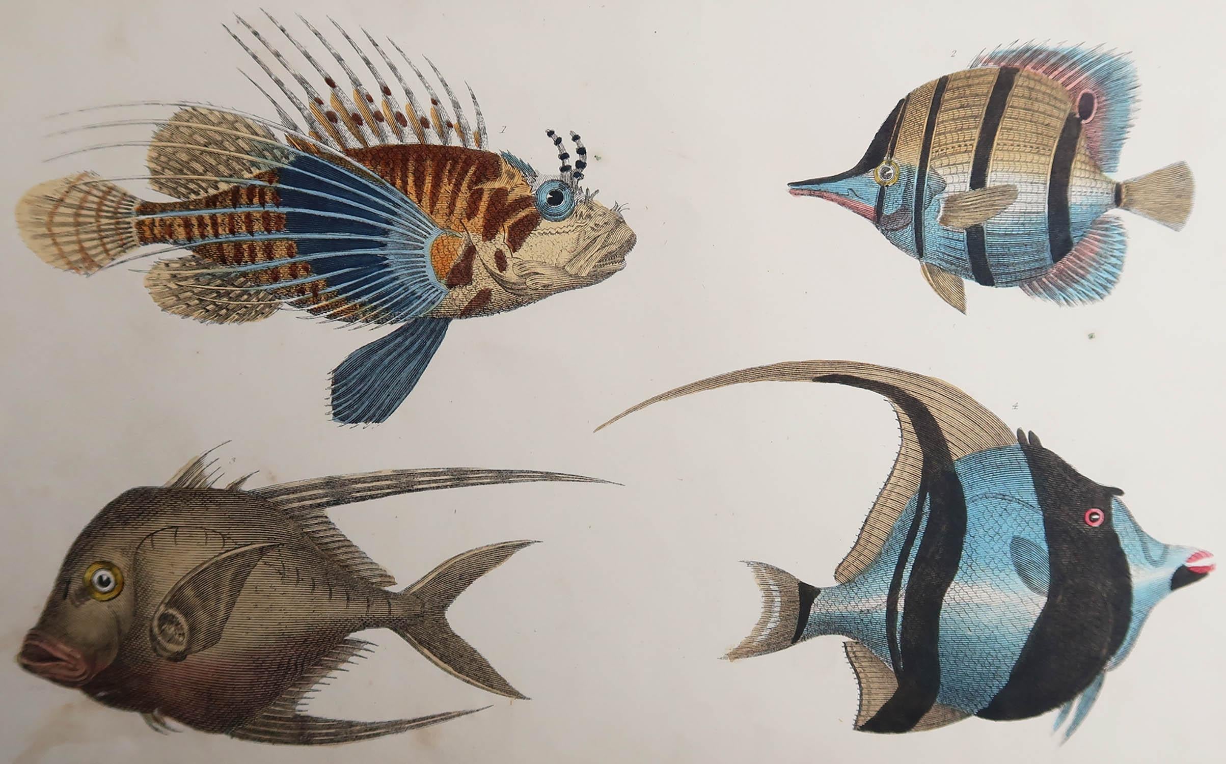 Great image of fish.

Unframed. It gives you the option of perhaps making a set up using your own choice of frames.

Lithograph after Cpt. Brown with original hand color.

Published 1847.

  






