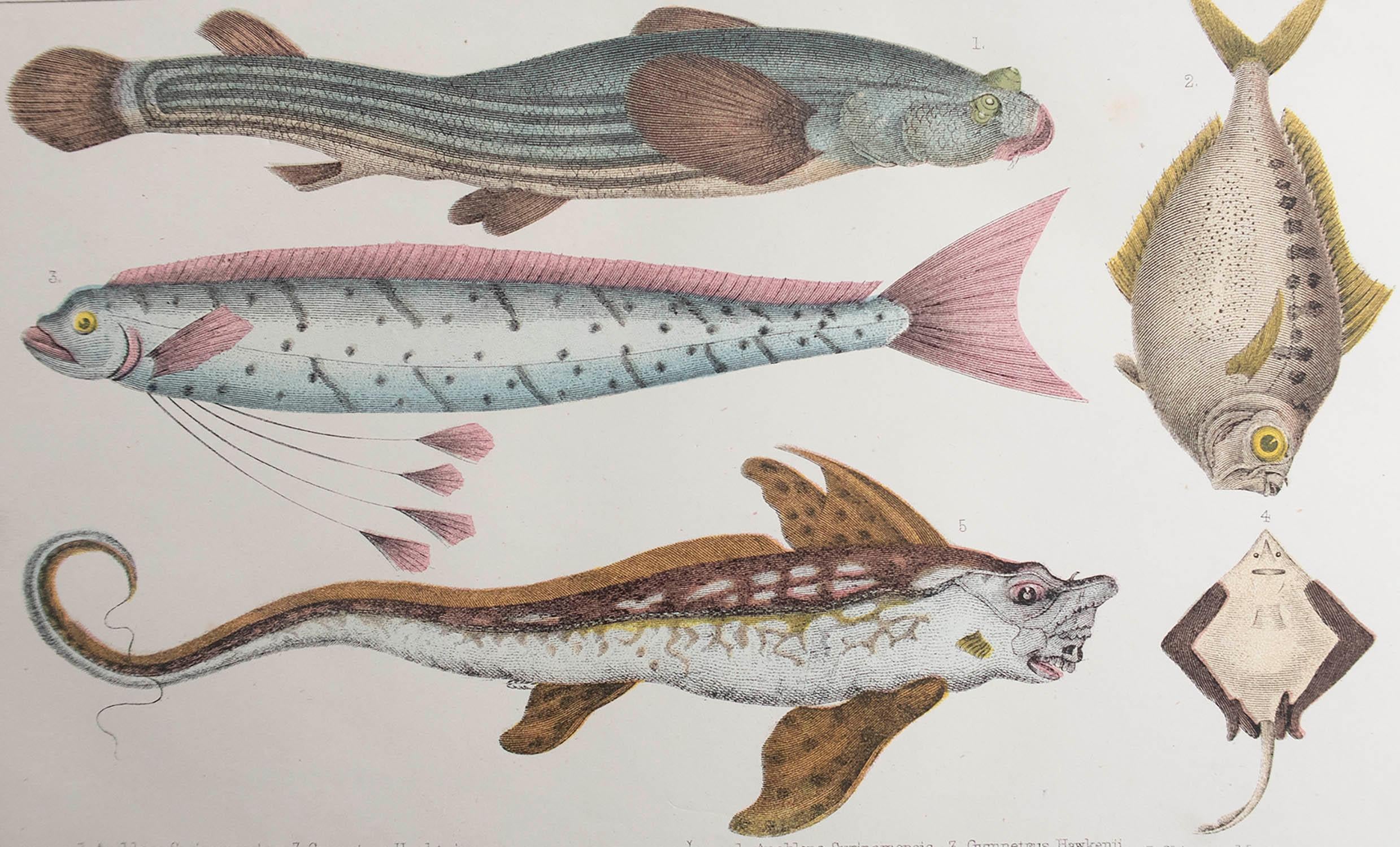 Great image of fish.

Unframed. It gives you the option of perhaps making a set up using your own choice of frames.

Lithograph after Cpt. Brown with original hand color.

Published, 1847.

Free shipping.




