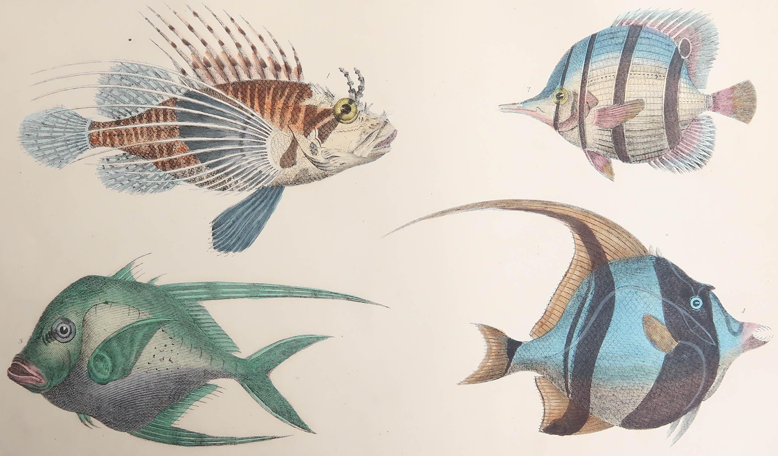 Great image of fish.

Unframed. It gives you the option of perhaps making a set up using your own choice of frames.

Lithograph after Cpt. Brown with original hand color.

Published 1847.

Free shipping

  






