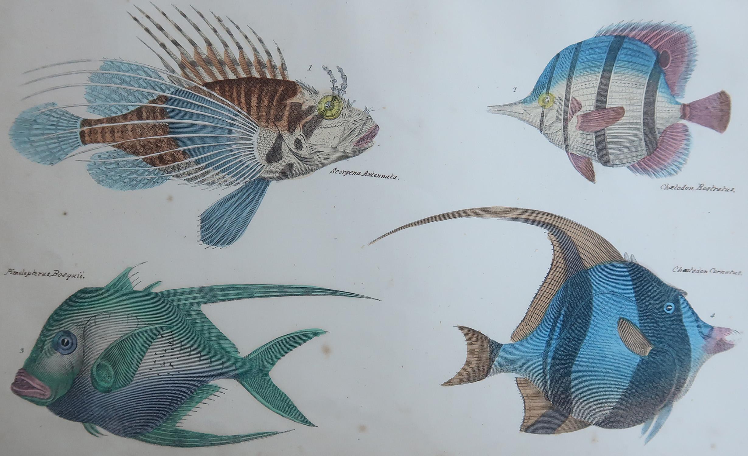 Superbe image de poisson.

Non encadré. Il vous donne la possibilité de réaliser un montage en utilisant les cadres de votre choix.

Lithographie d'après le Cpt. Brown avec couleur originale à la main.

Publié en 1847.

Expédition gratuite

  







