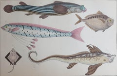 Original Antique Print of Fish, 1847 Unframed