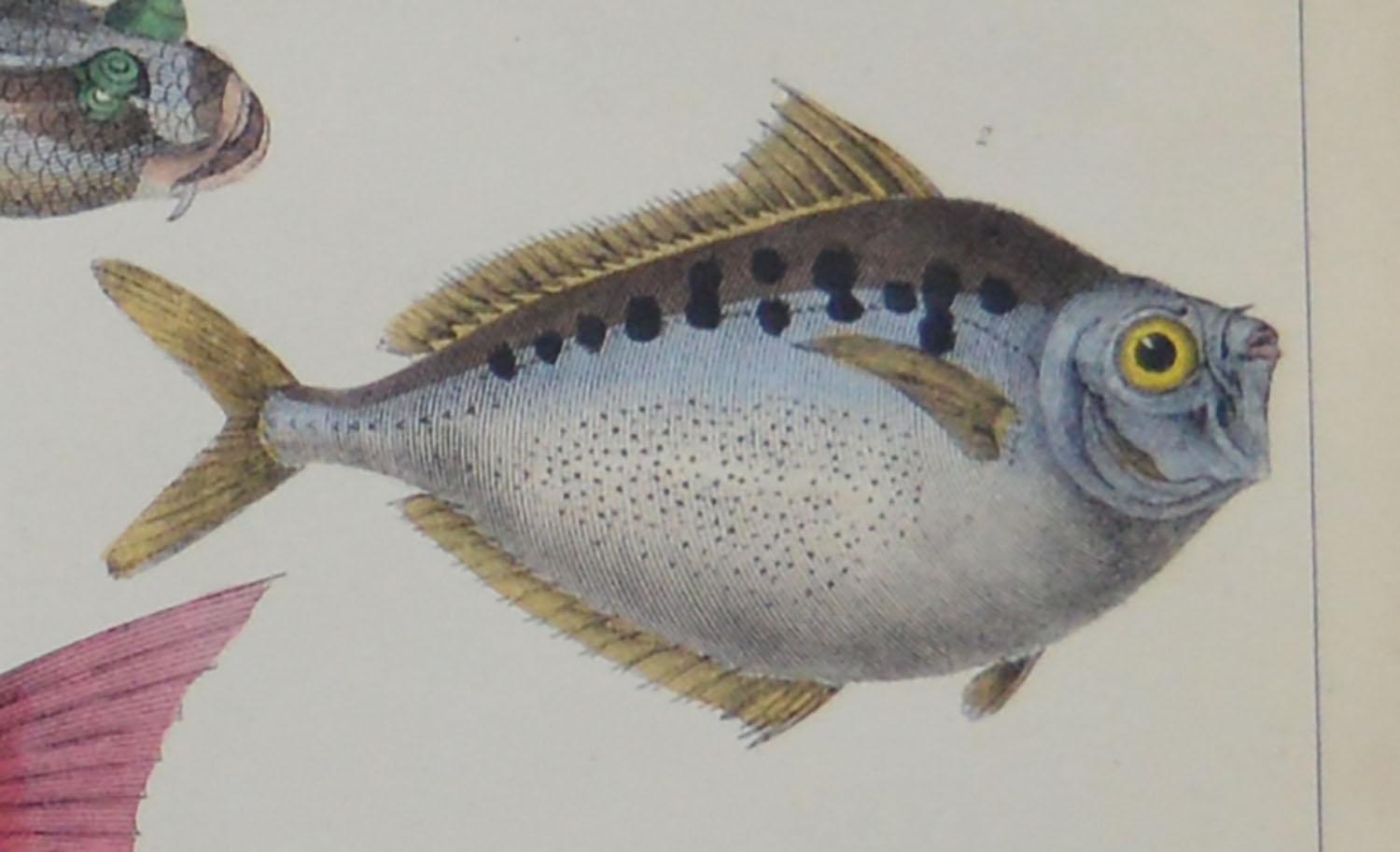 Folk Art Original Antique Print of Fish, 1847 Unframed'