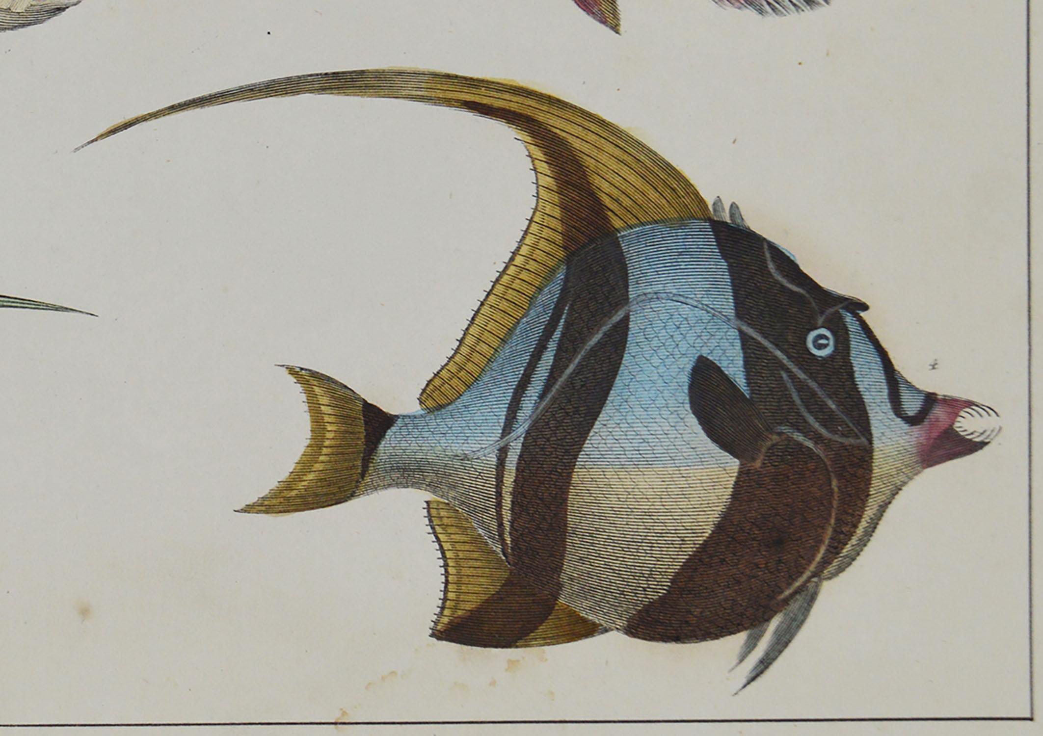 Folk Art Original Antique Print of Fish, 1847 'Unframed'