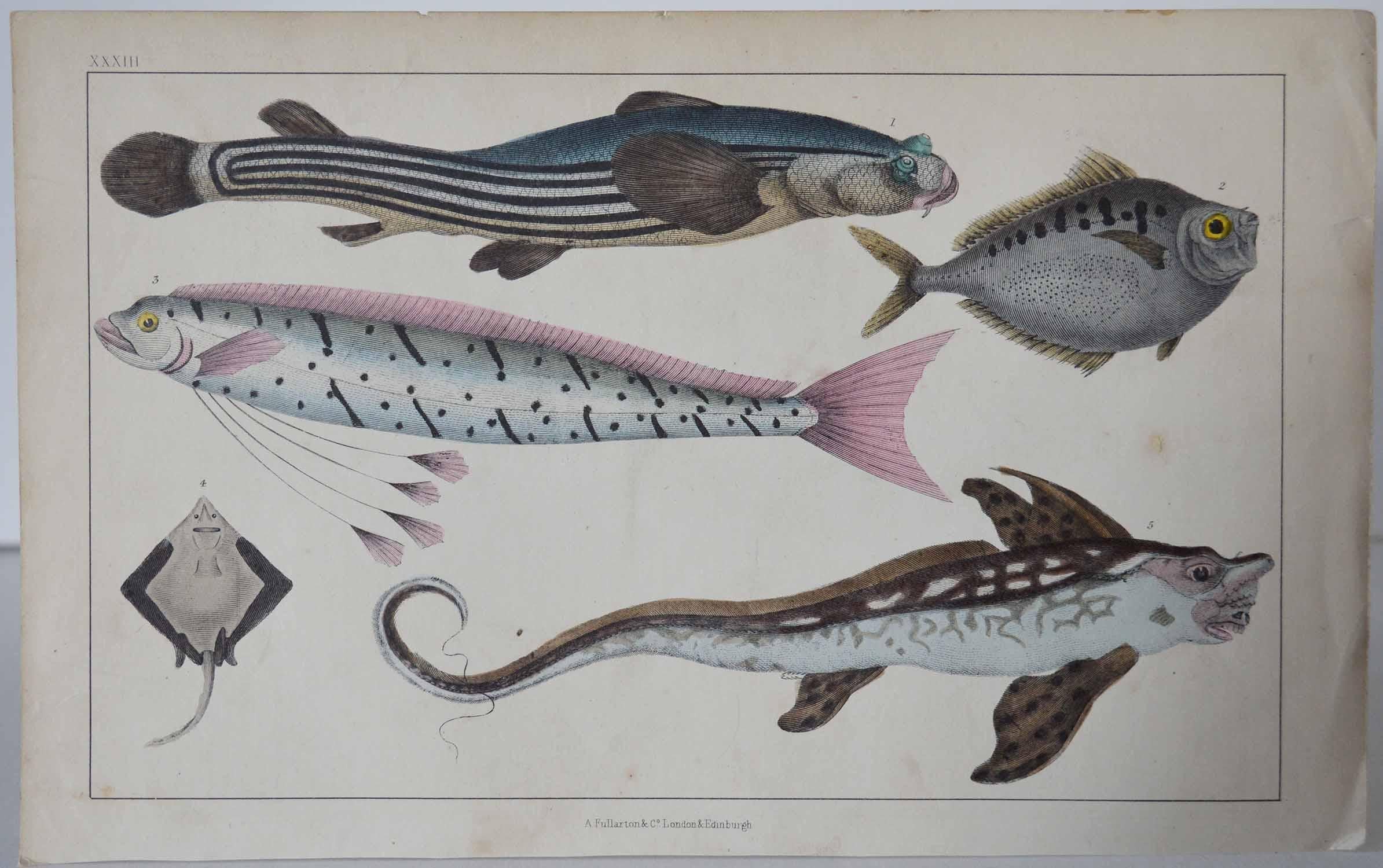 Folk Art Original Antique Print of Fish, 1847 Unframed
