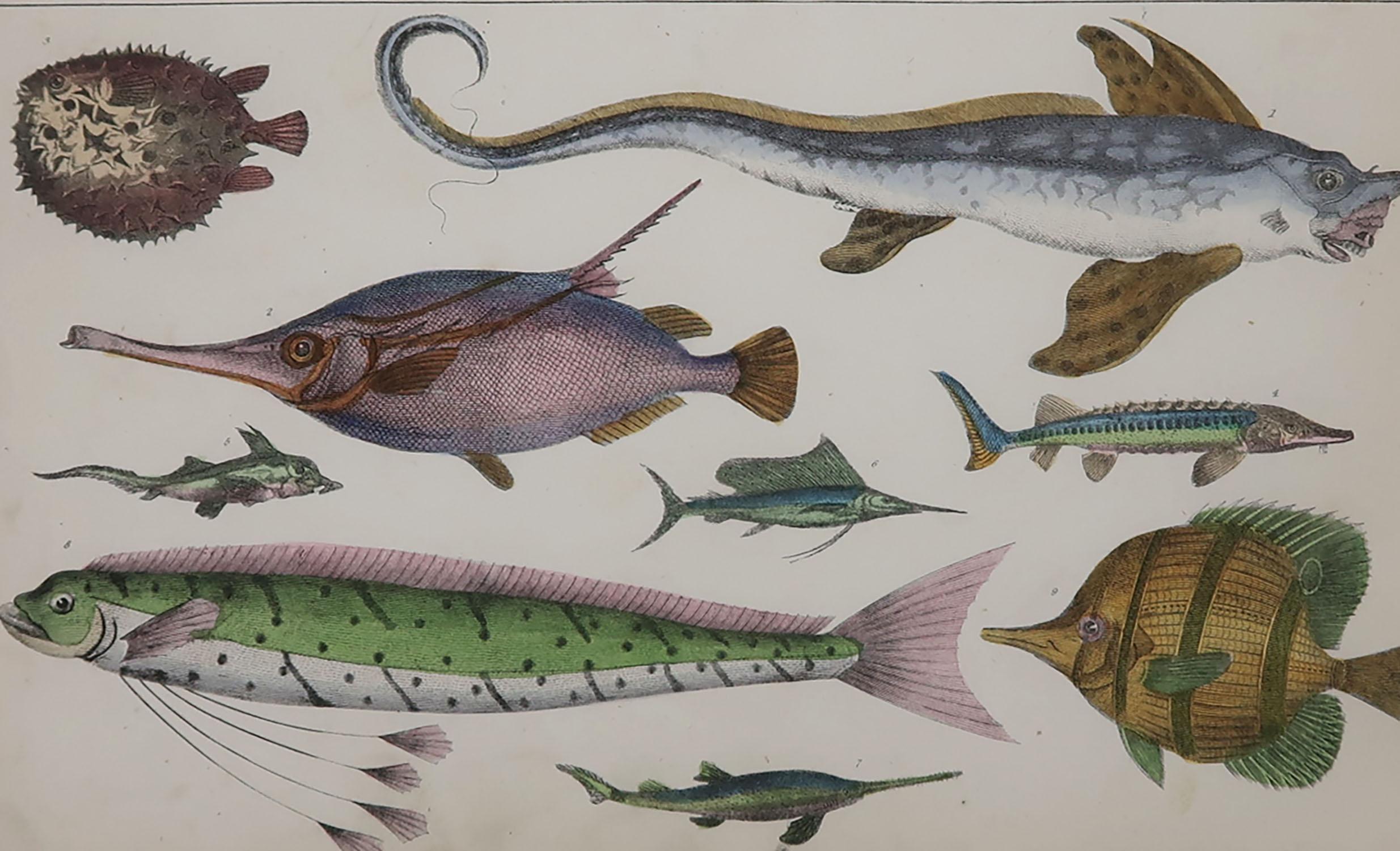 Folk Art Original Antique Print of Fish, 1847 'Unframed'