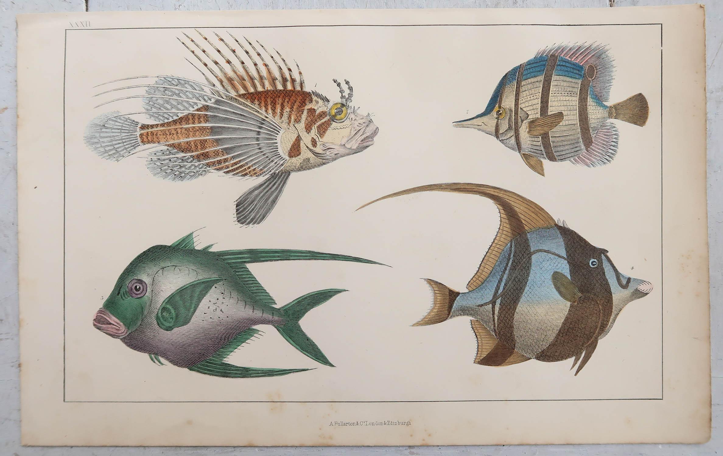 Folk Art Original Antique Print of Fish, 1847 'Unframed'