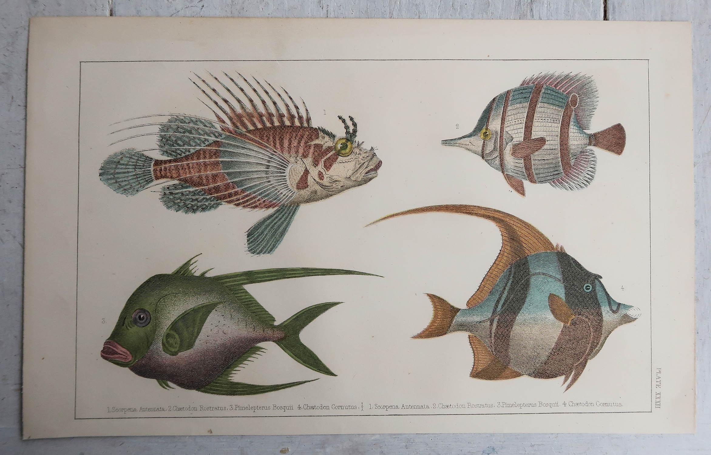 Folk Art Original Antique Print of Fish, 1847 'Unframed'