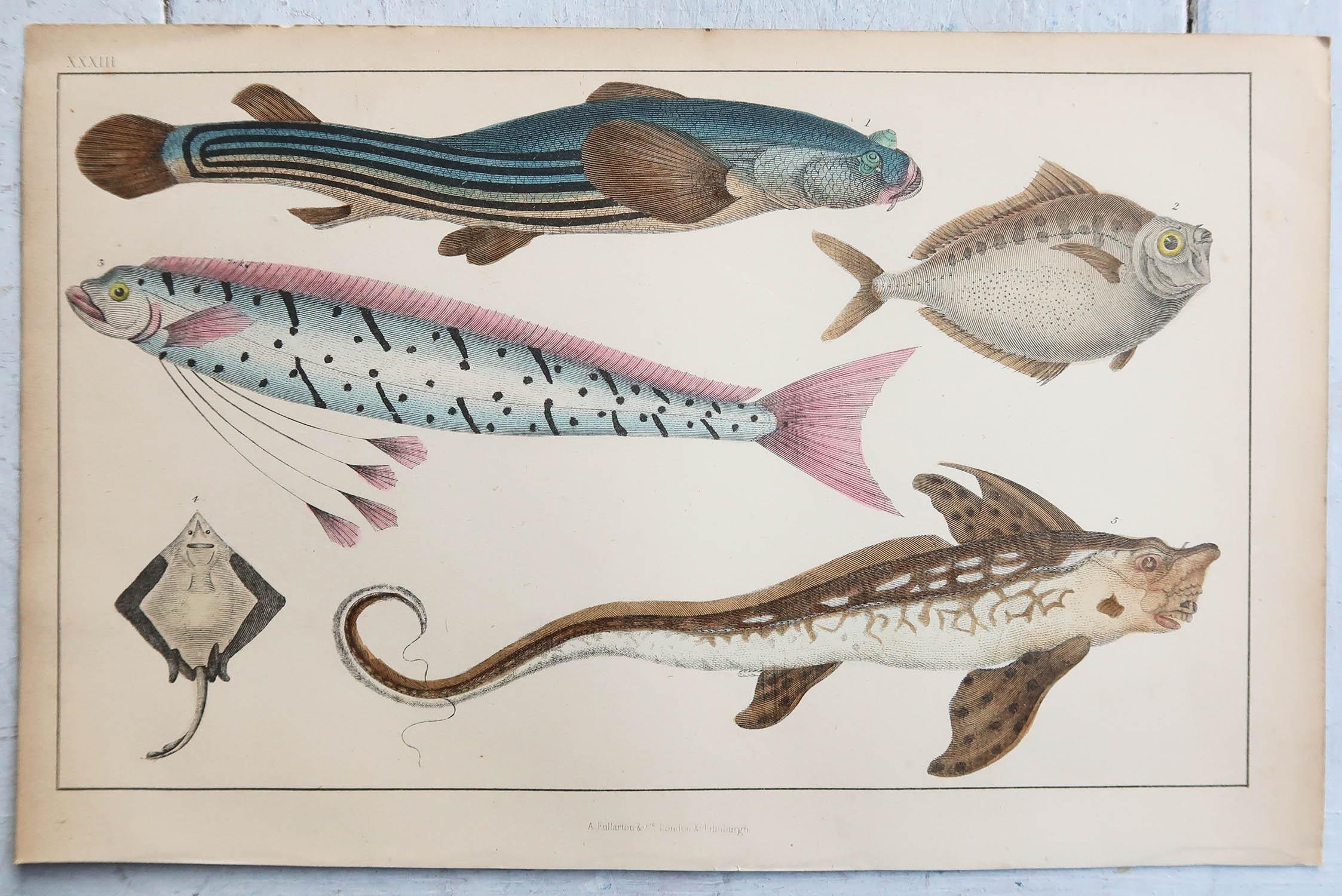 Folk Art Original Antique Print of Fish, 1847 Unframed