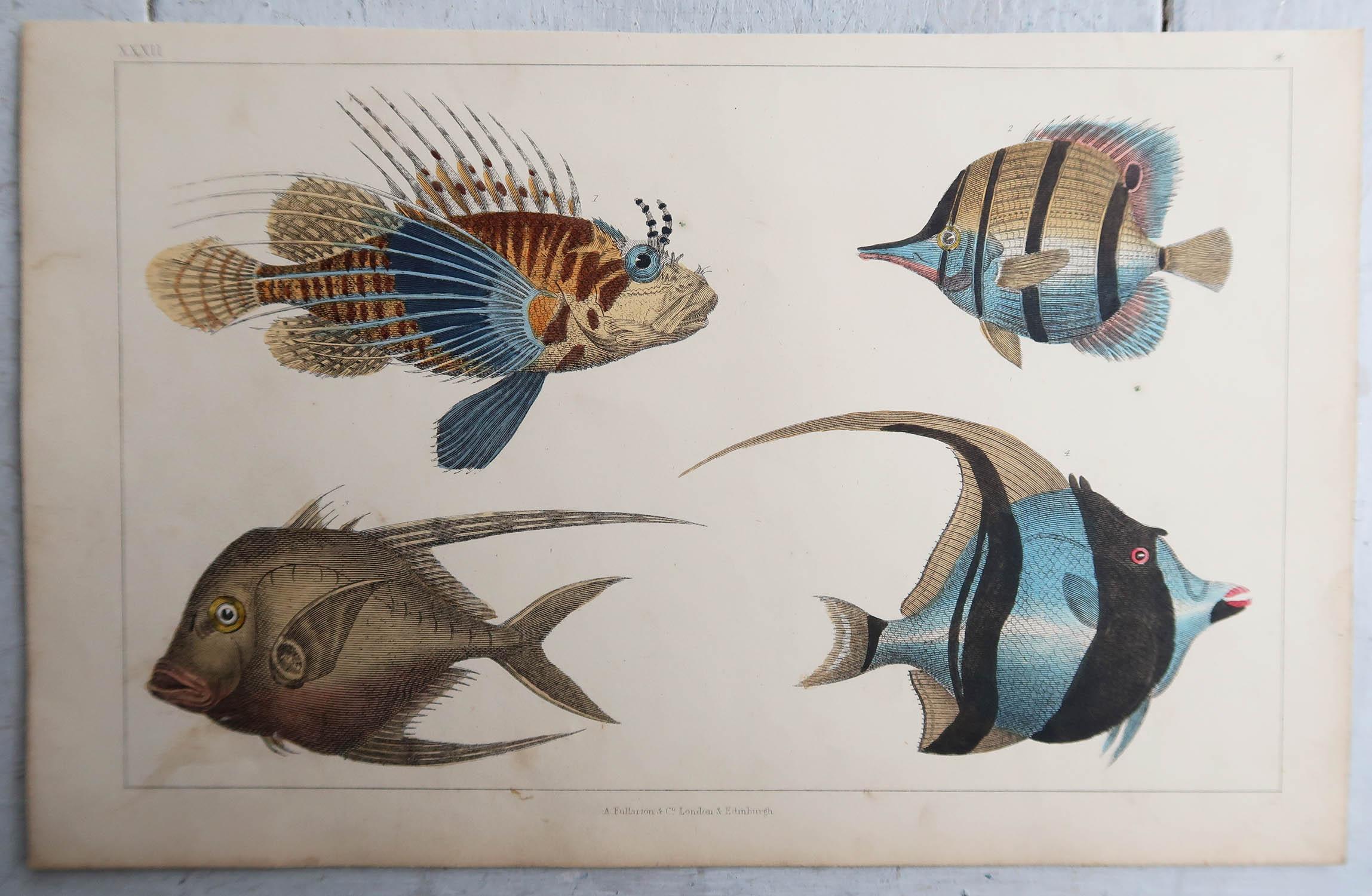 Folk Art Original Antique Print of Fish, 1847 'Unframed' For Sale