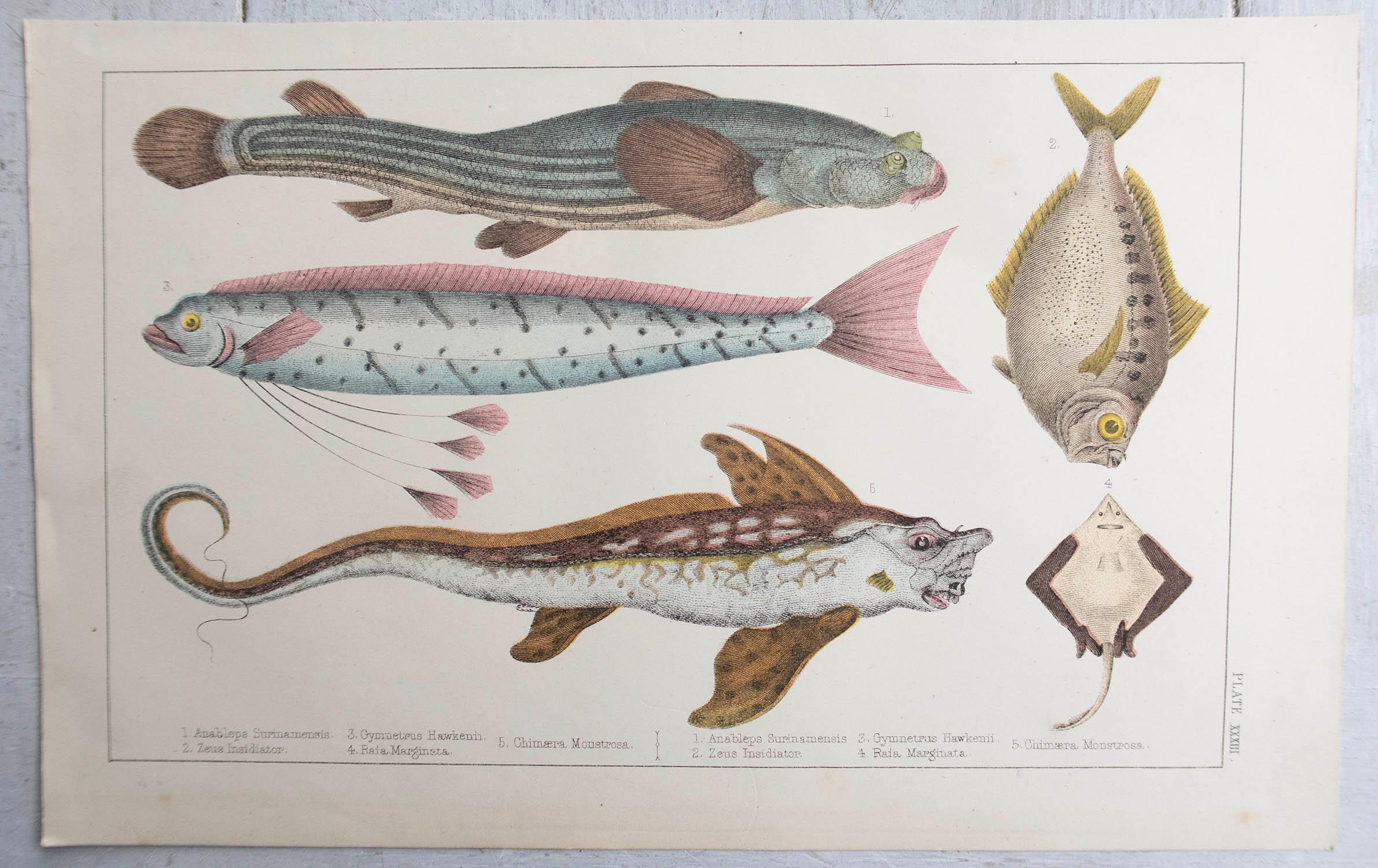 Folk Art Original Antique Print of Fish, 1847 Unframed For Sale