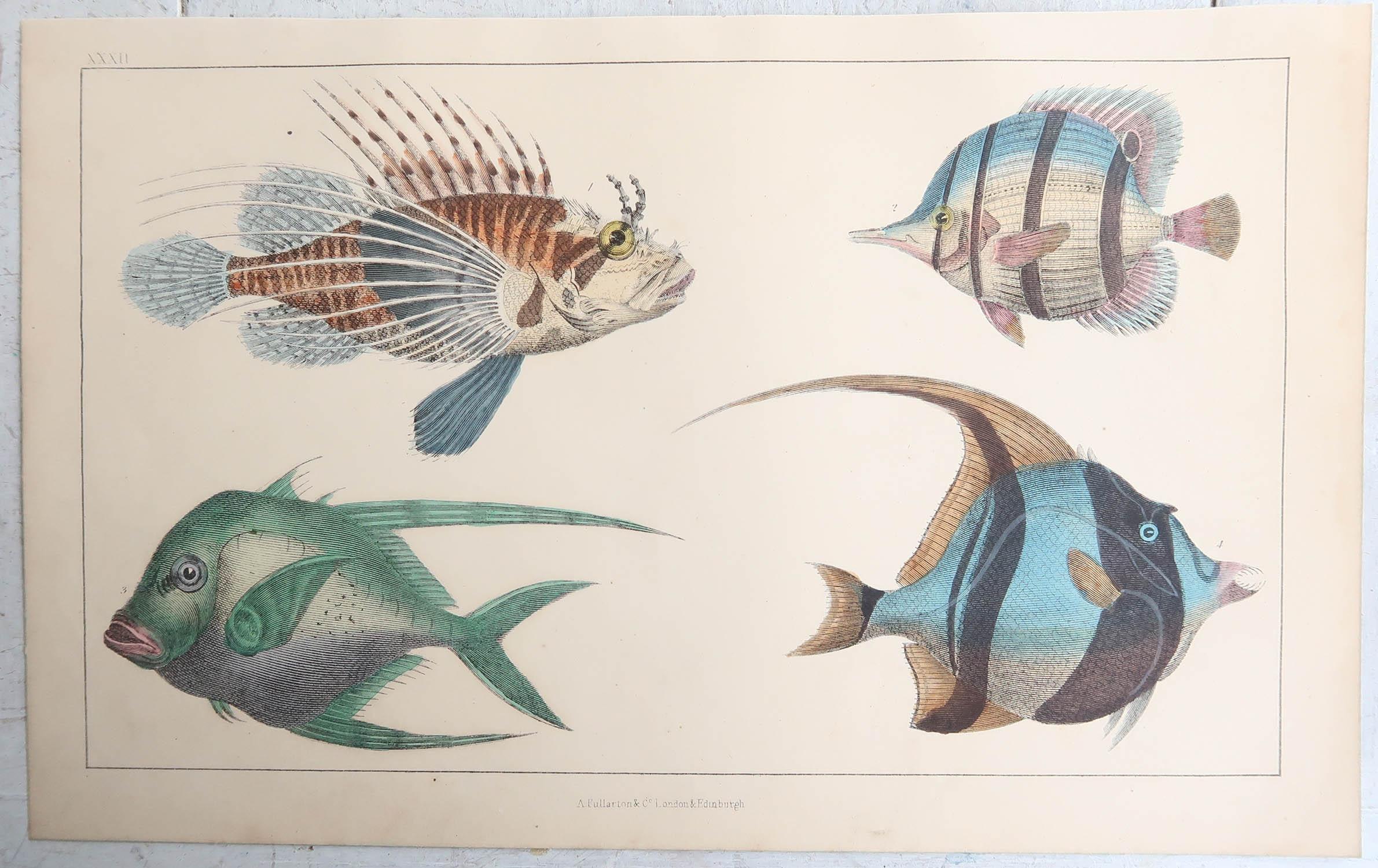Folk Art Original Antique Print of Fish, 1847 'Unframed'