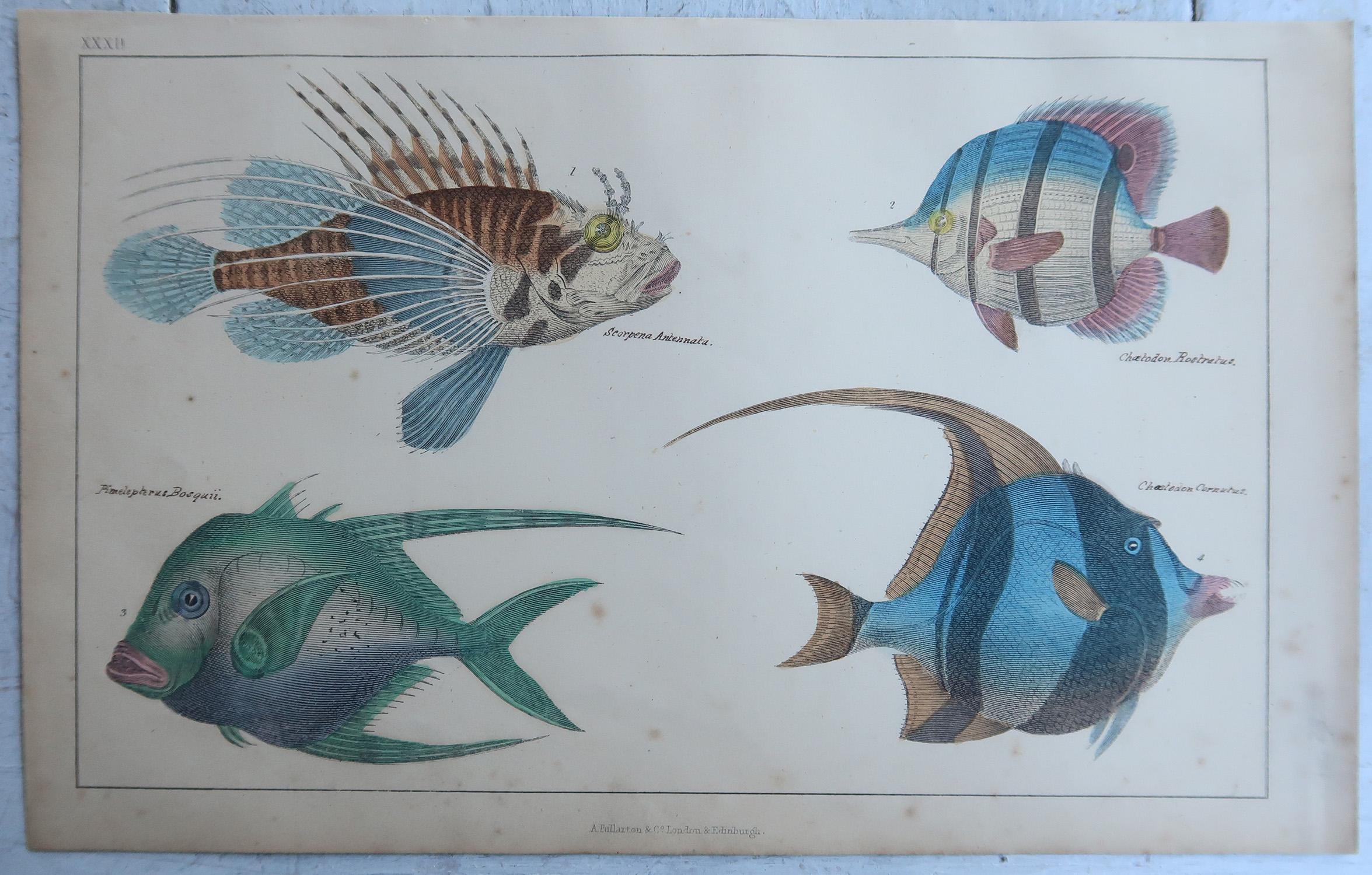 Artisanat Impression ancienne originale de poissons, 1847, non encadrée en vente