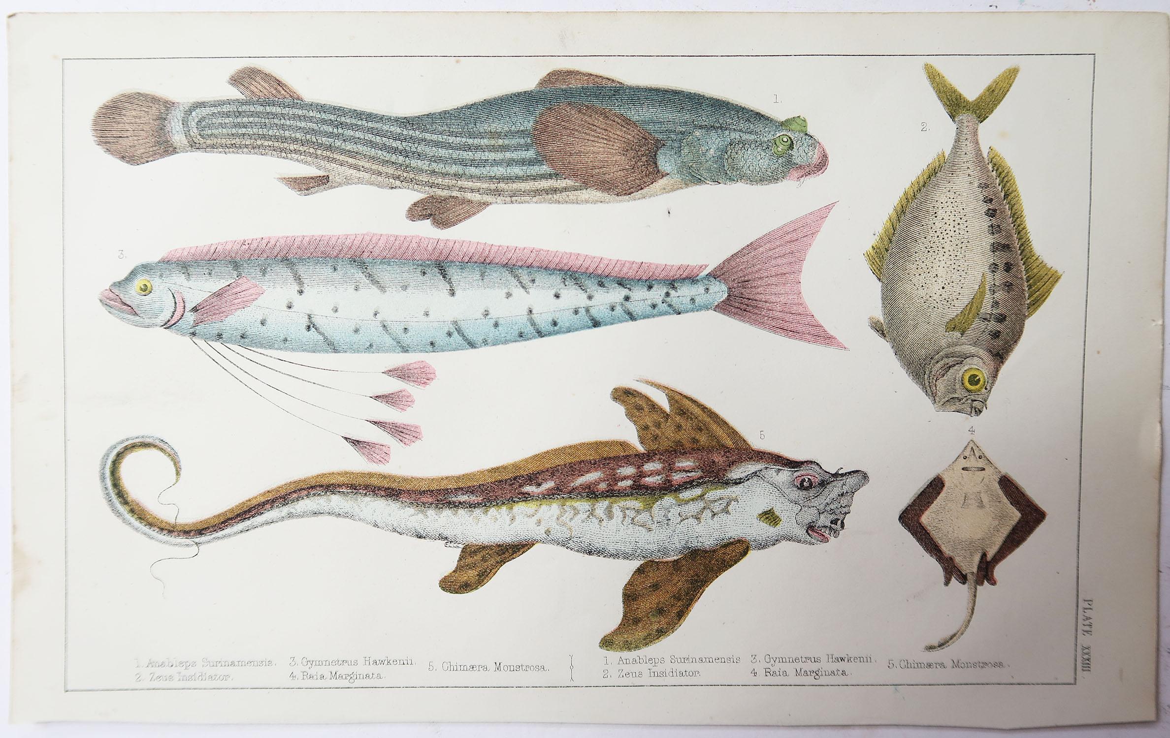 English Original Antique Print of Fish, 1847 Unframed