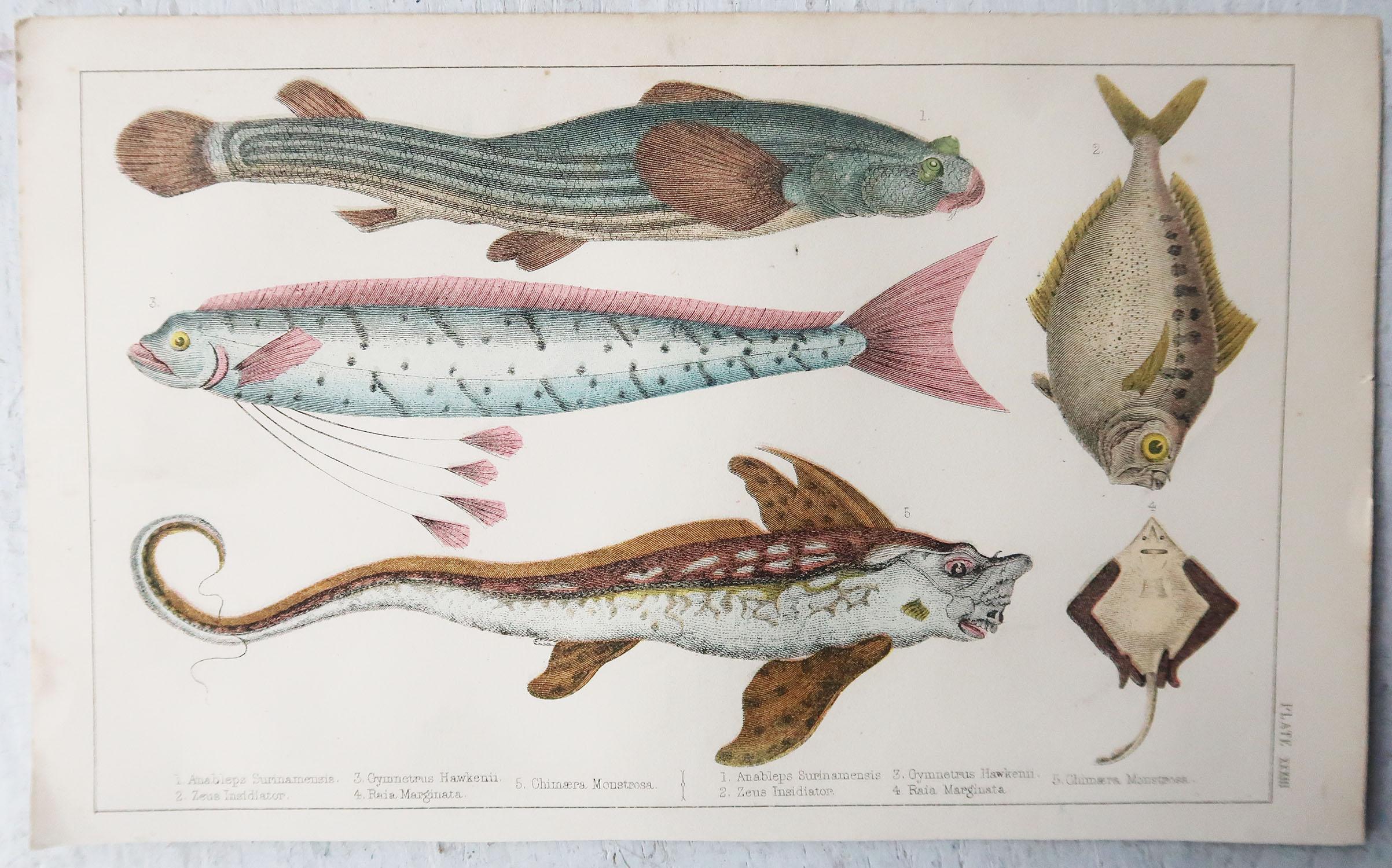 English Original Antique Print of Fish, 1847 Unframed